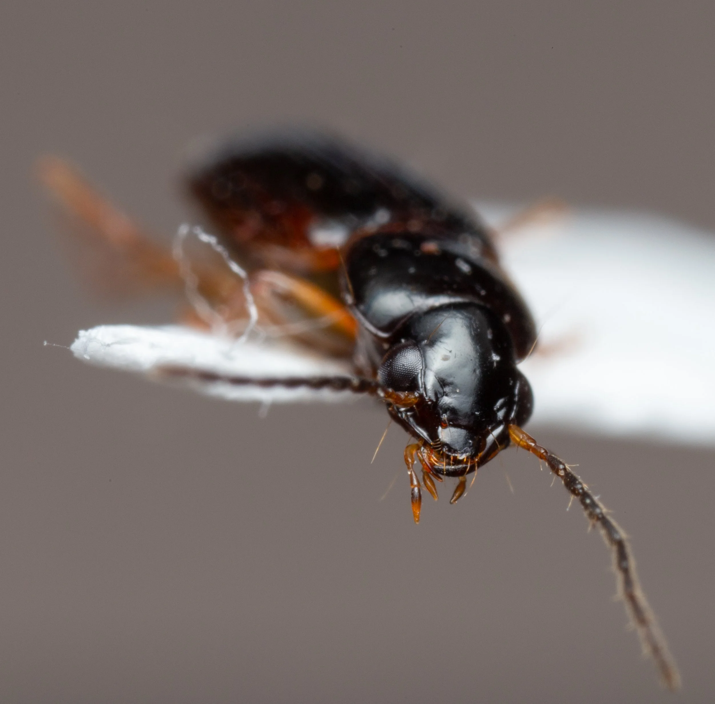 Carabidae