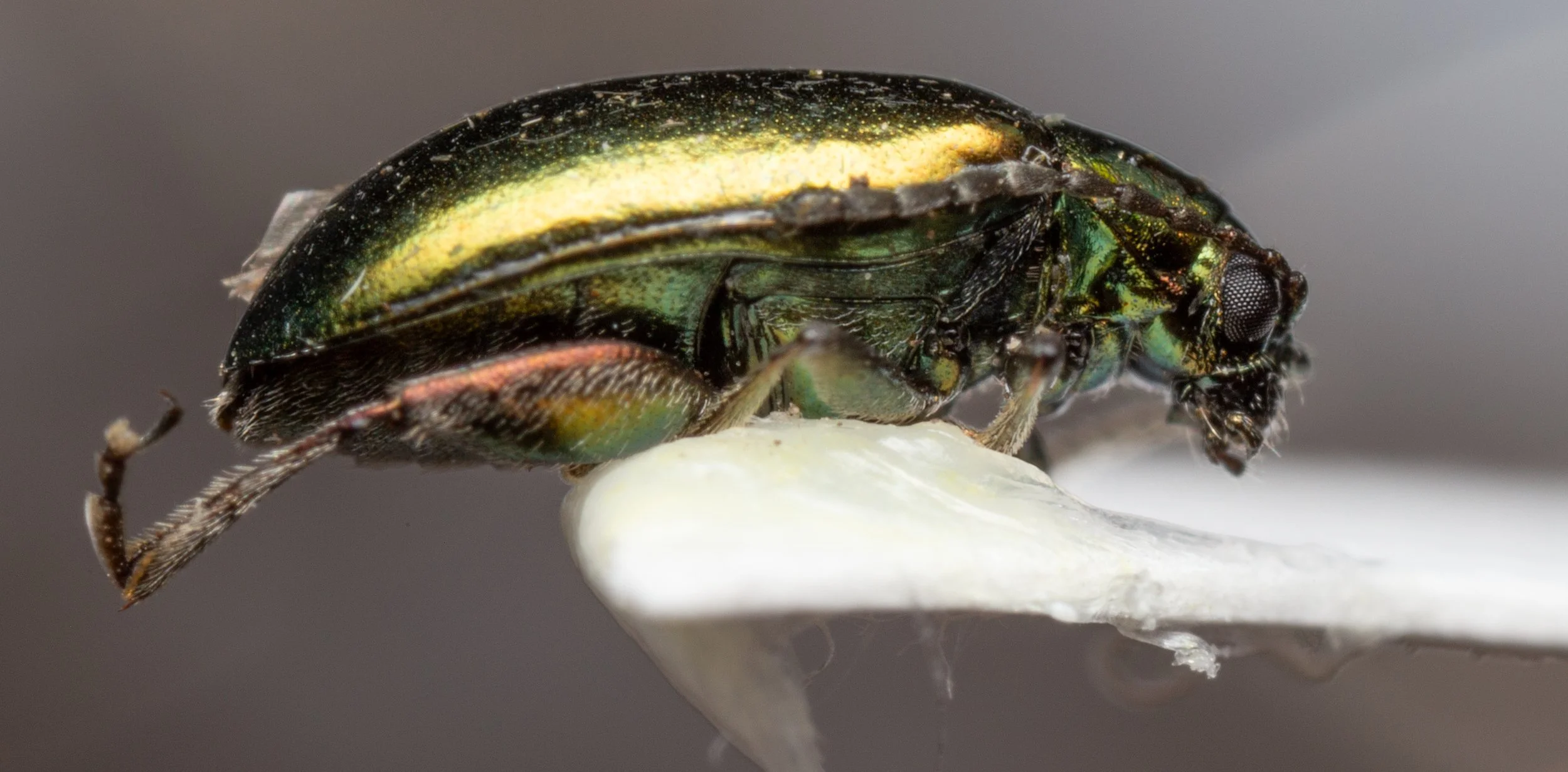 Chrysomelidae