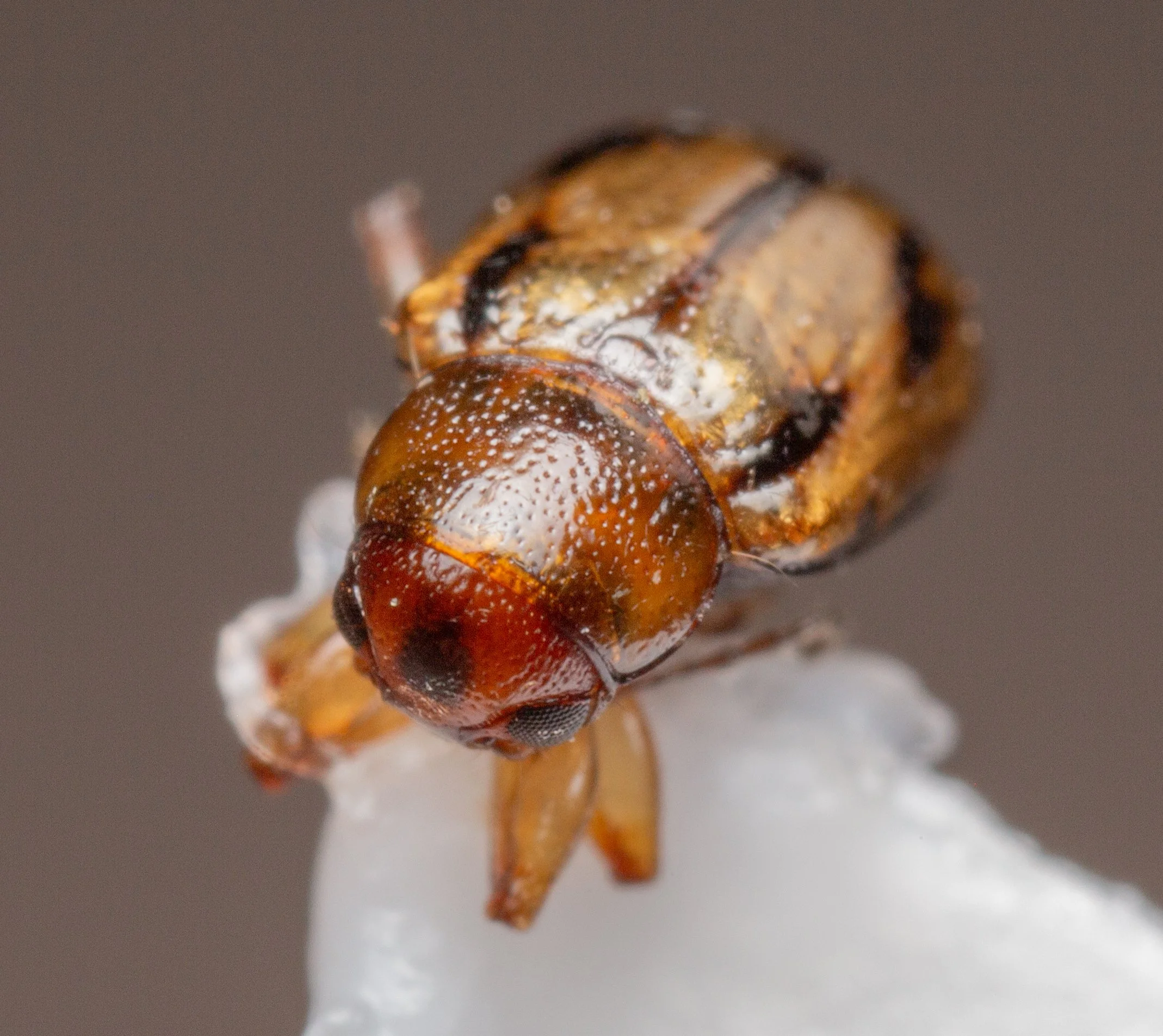 Chrysomelidae