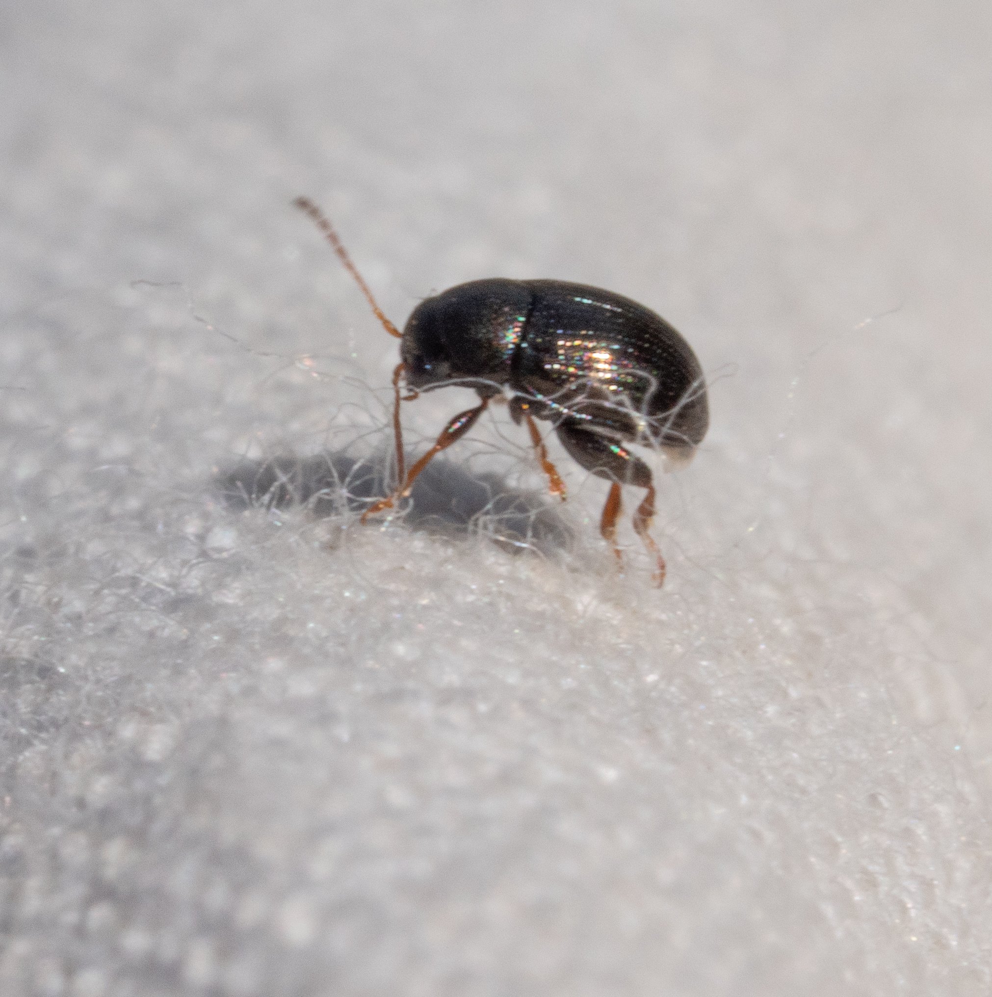 Chrysomelidae