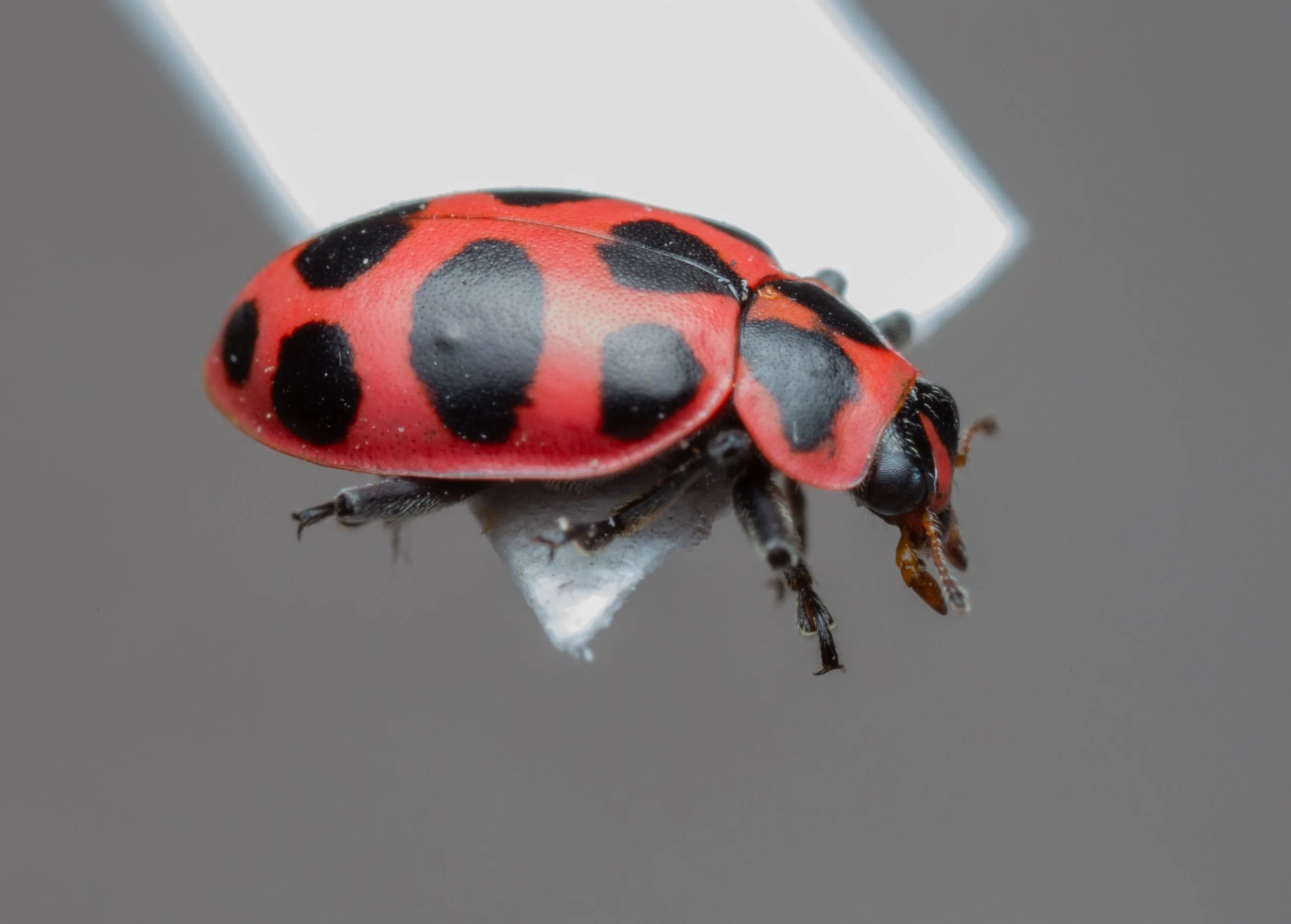 Coccinellidae - Coleomegilla maculata