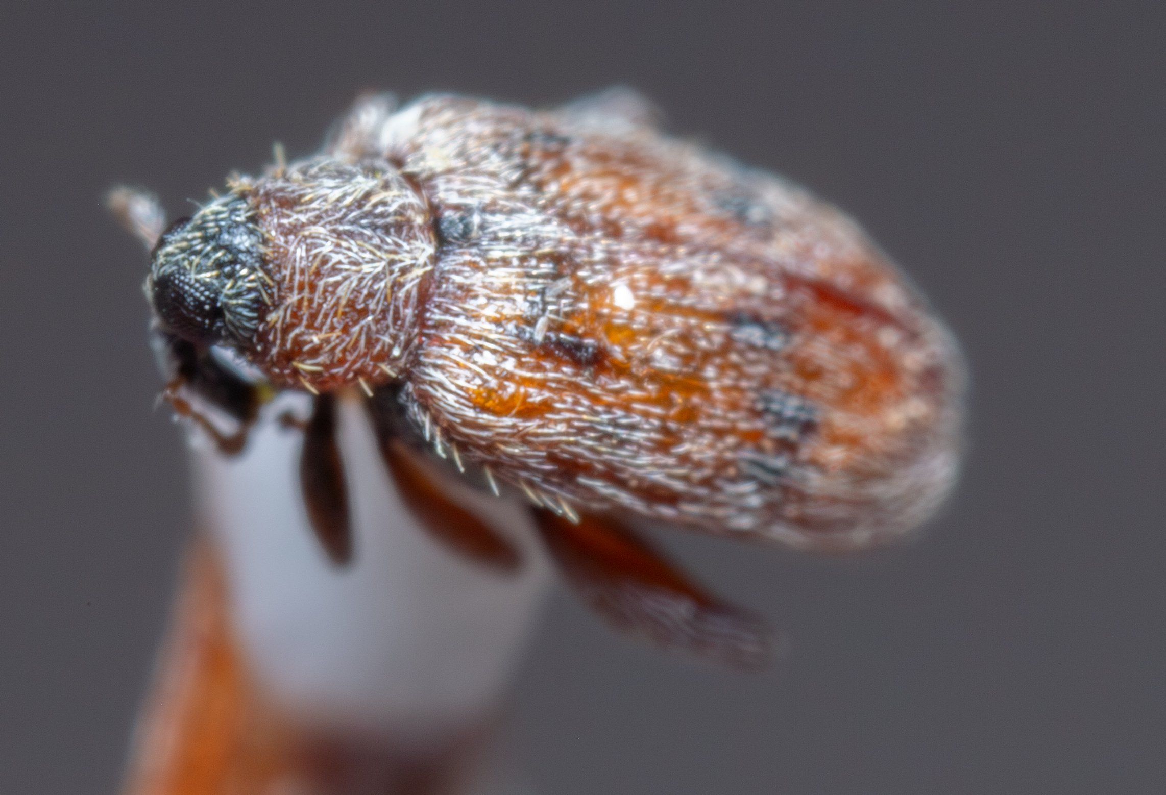 Curculionidae - Orchestes steppensis