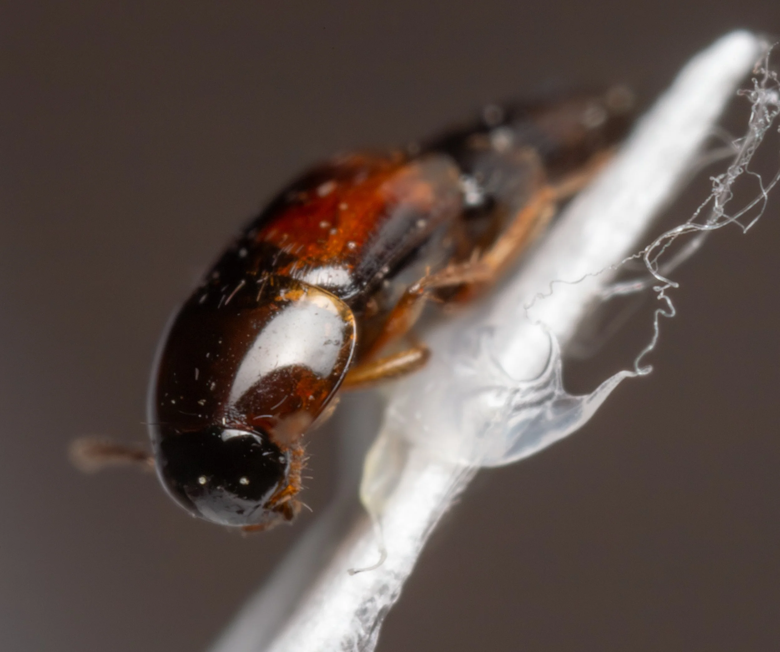 Staphylinidae