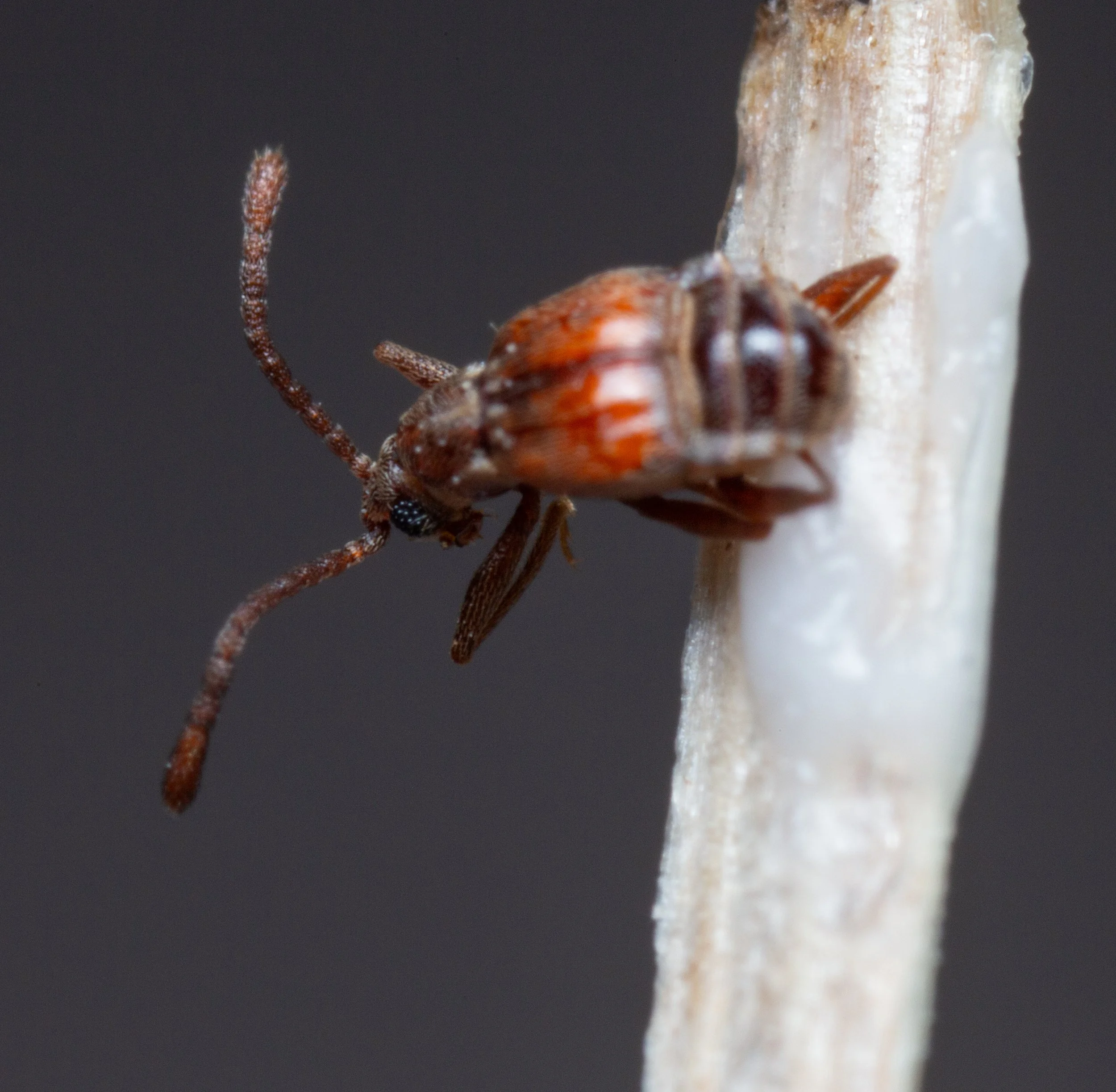 Staphylinidae - Ctenisodes piceus