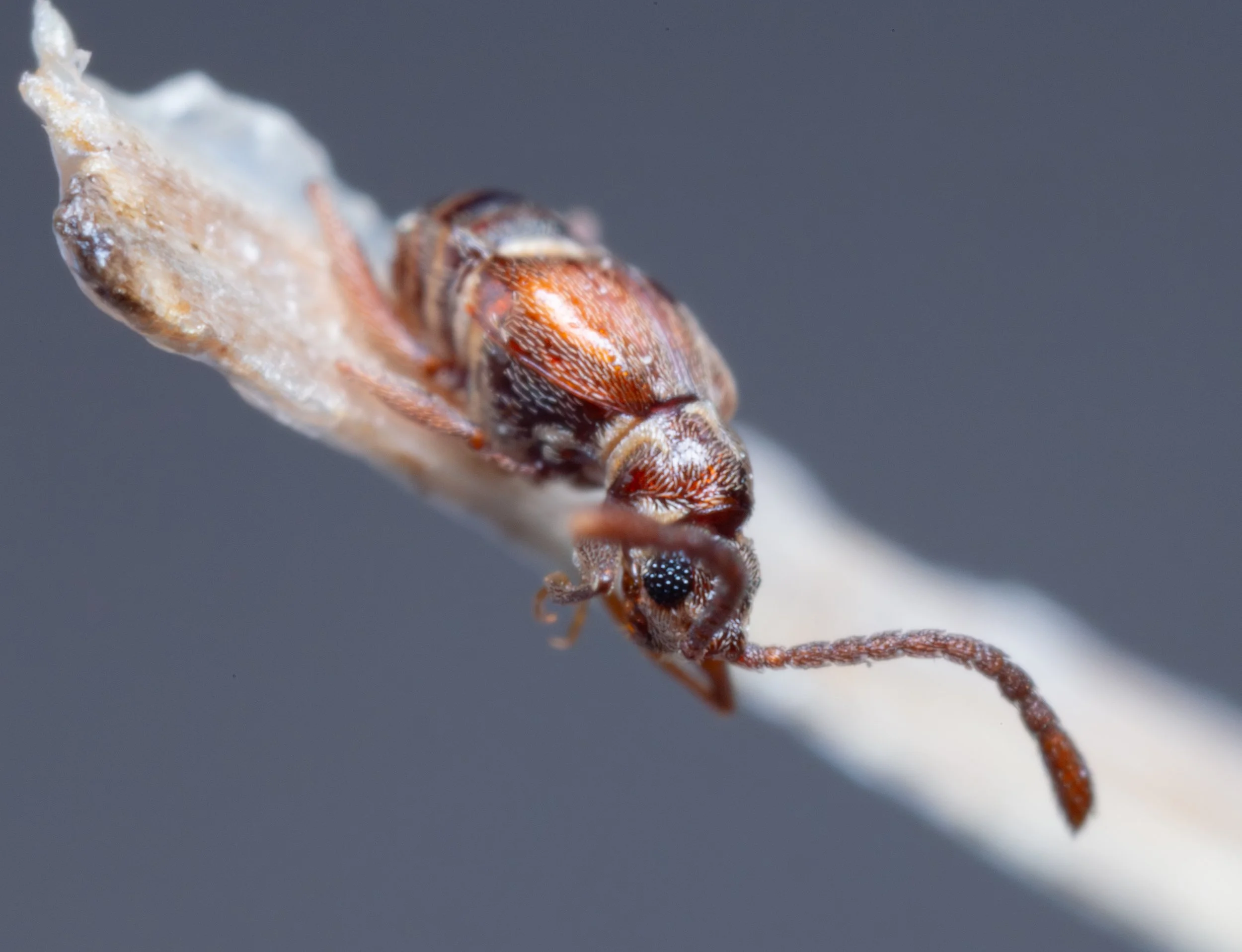 Staphylinidae