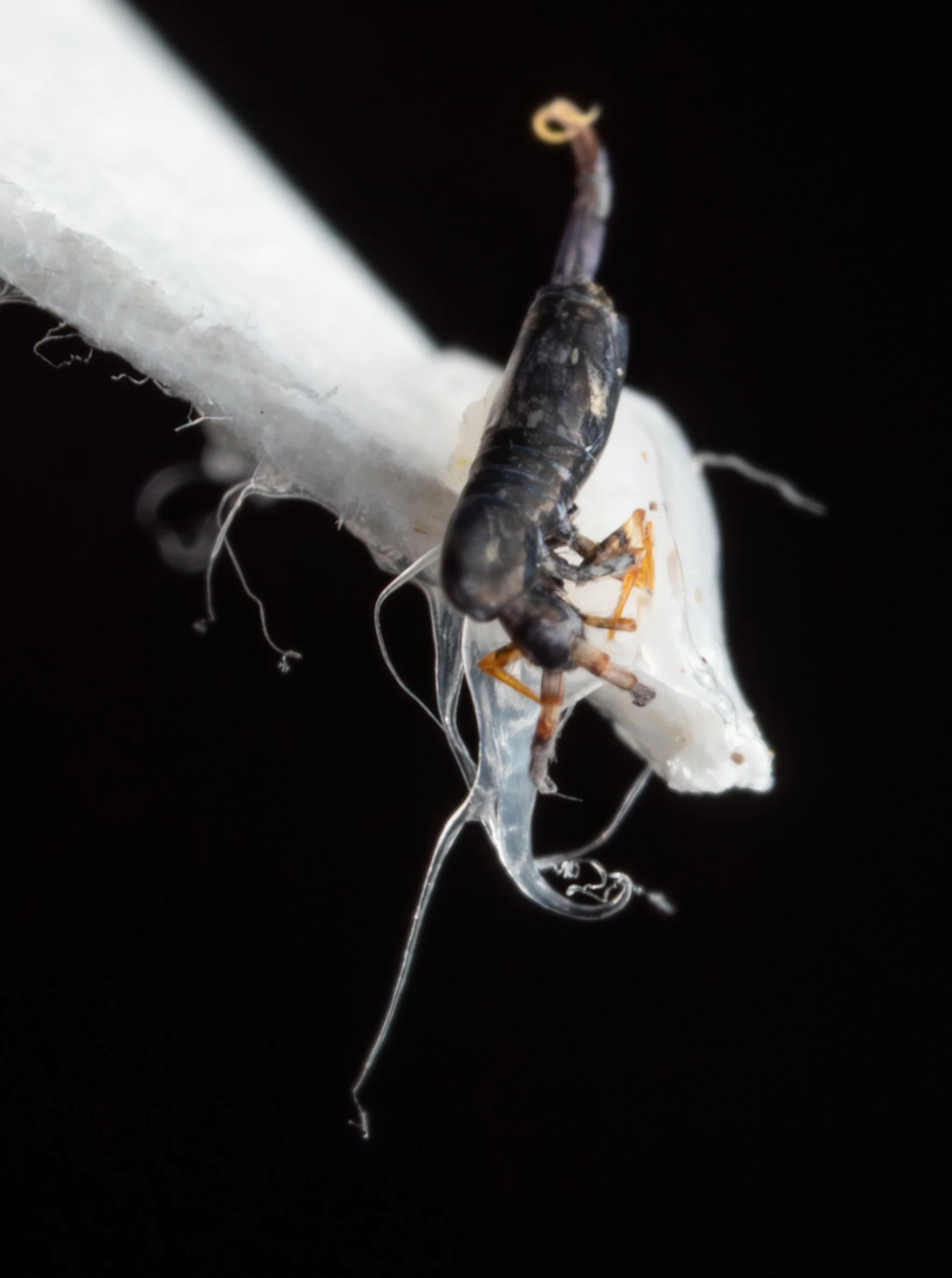 Entomobryidae - Lepidocyrtus paradoxus