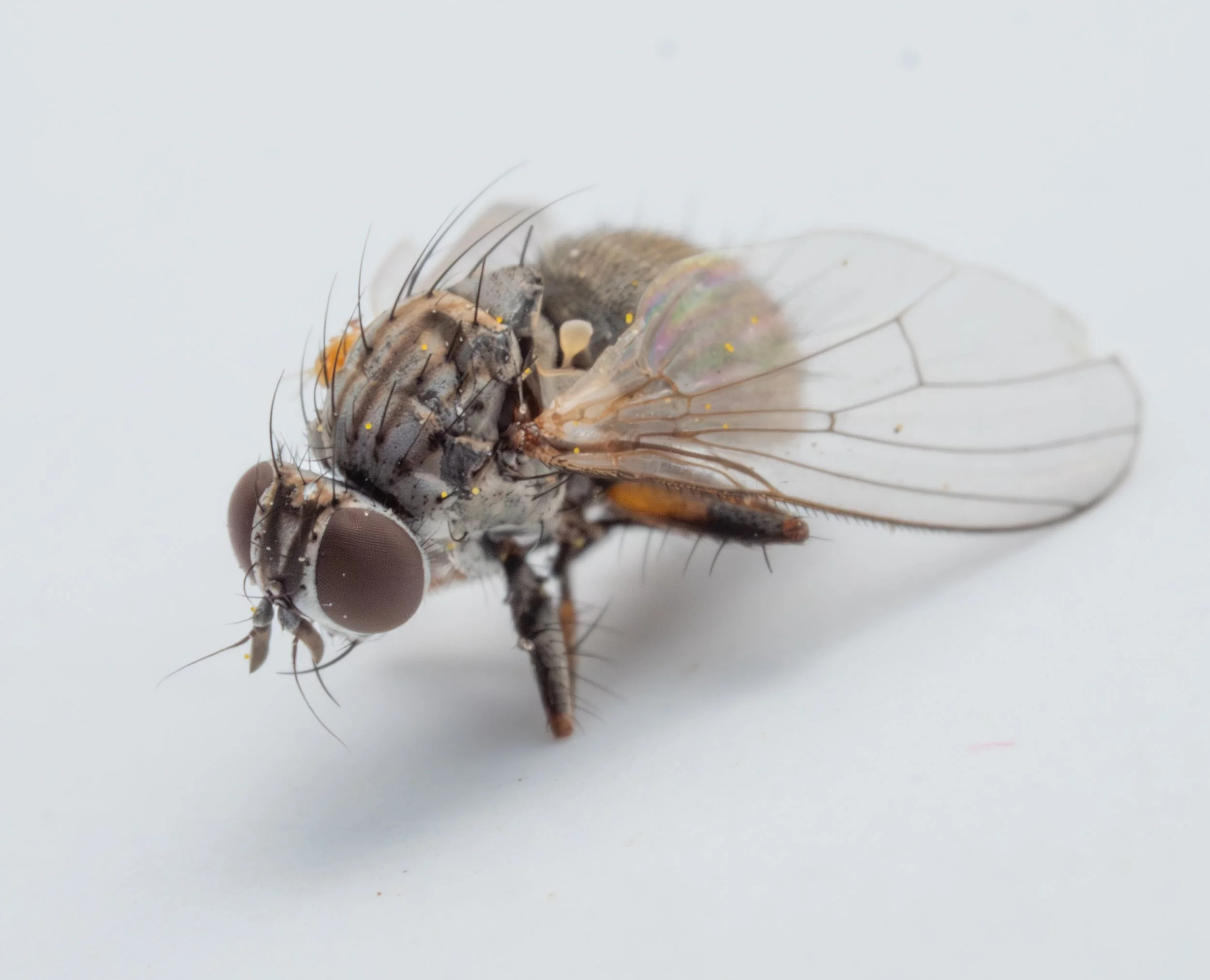 Anthomyiidae