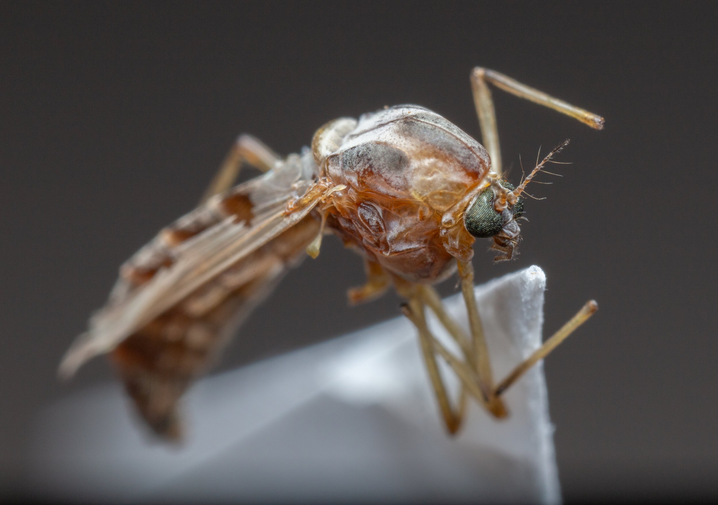 Chironomidae