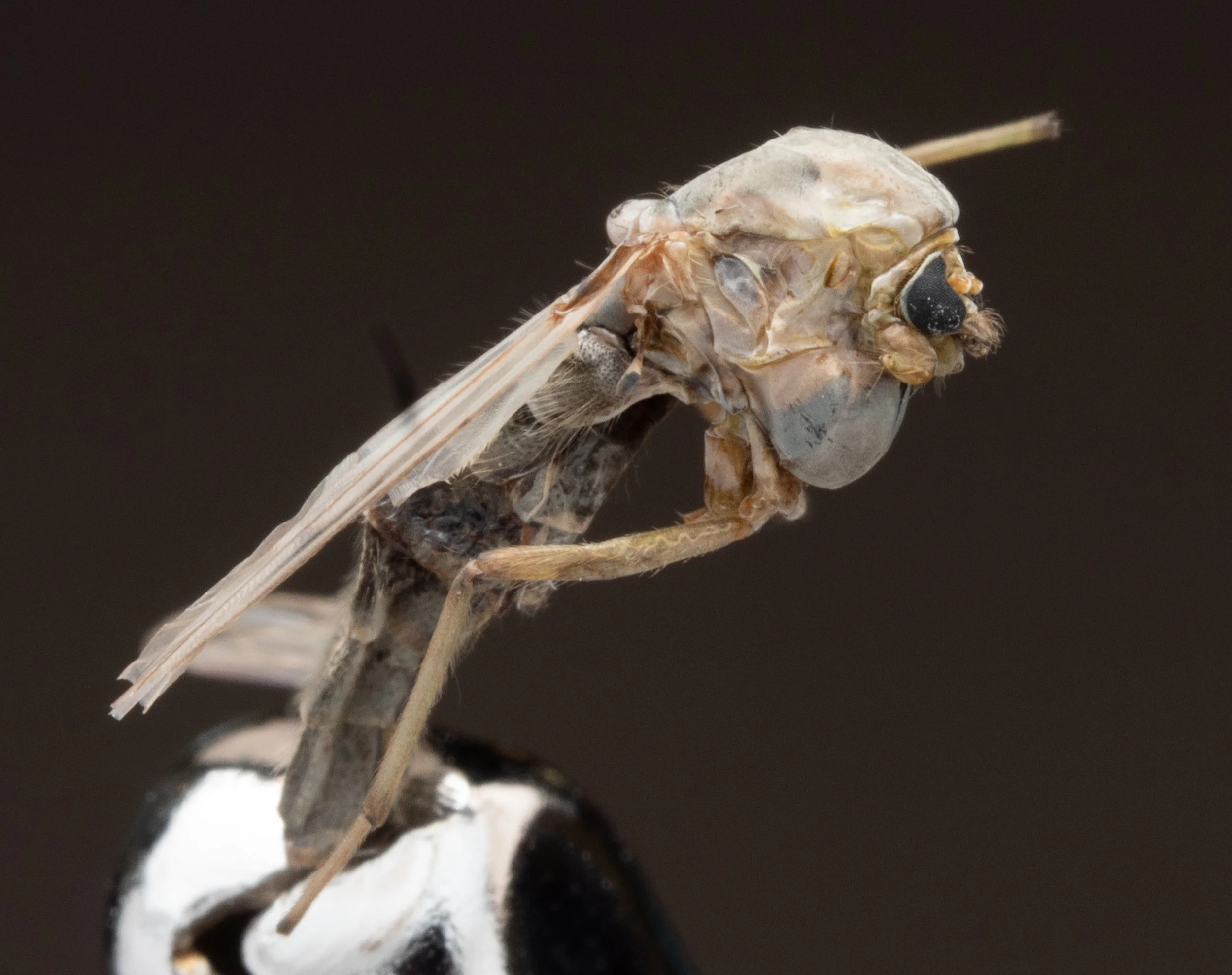 Chironomidae 