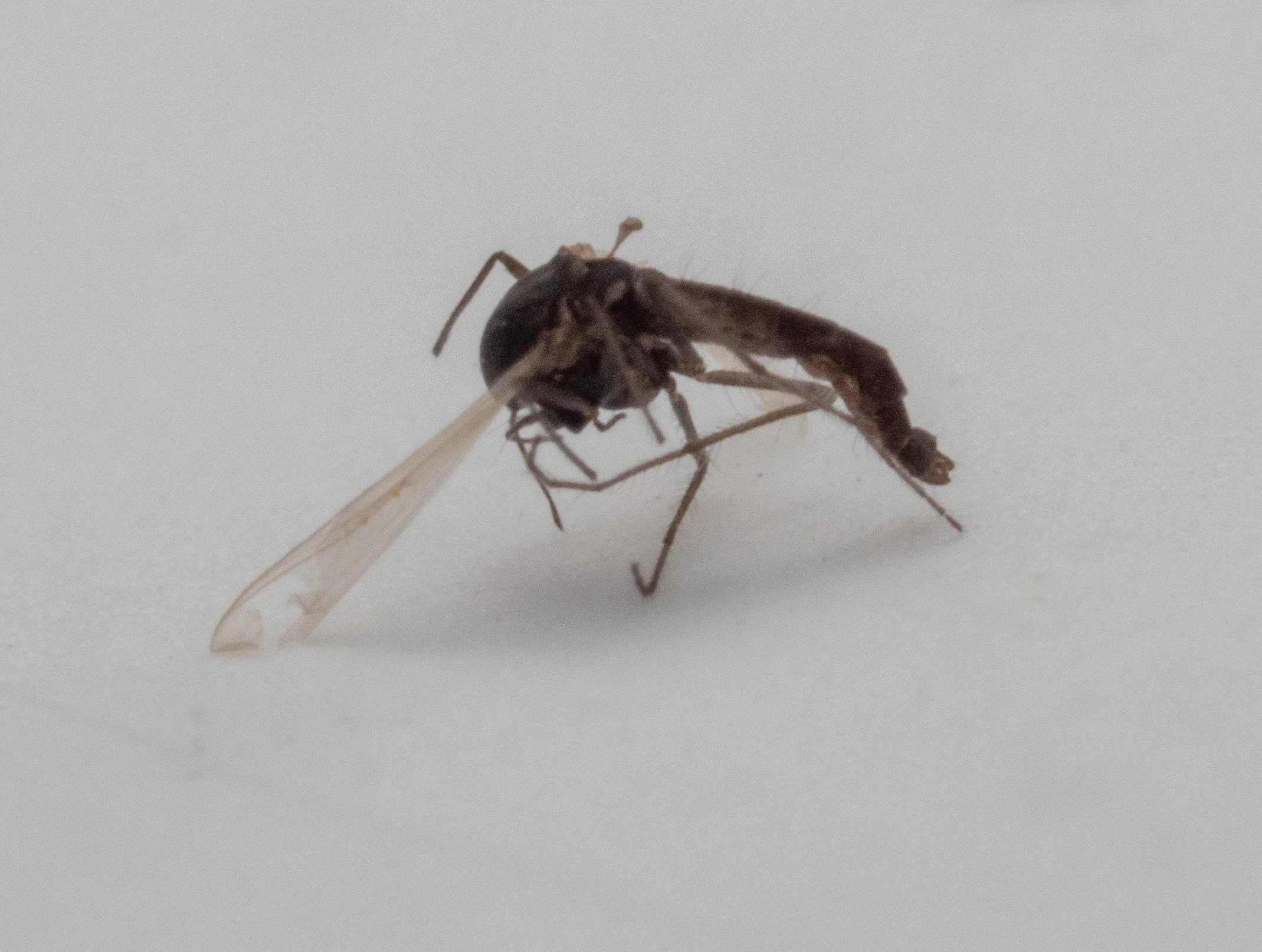 Chironomidae