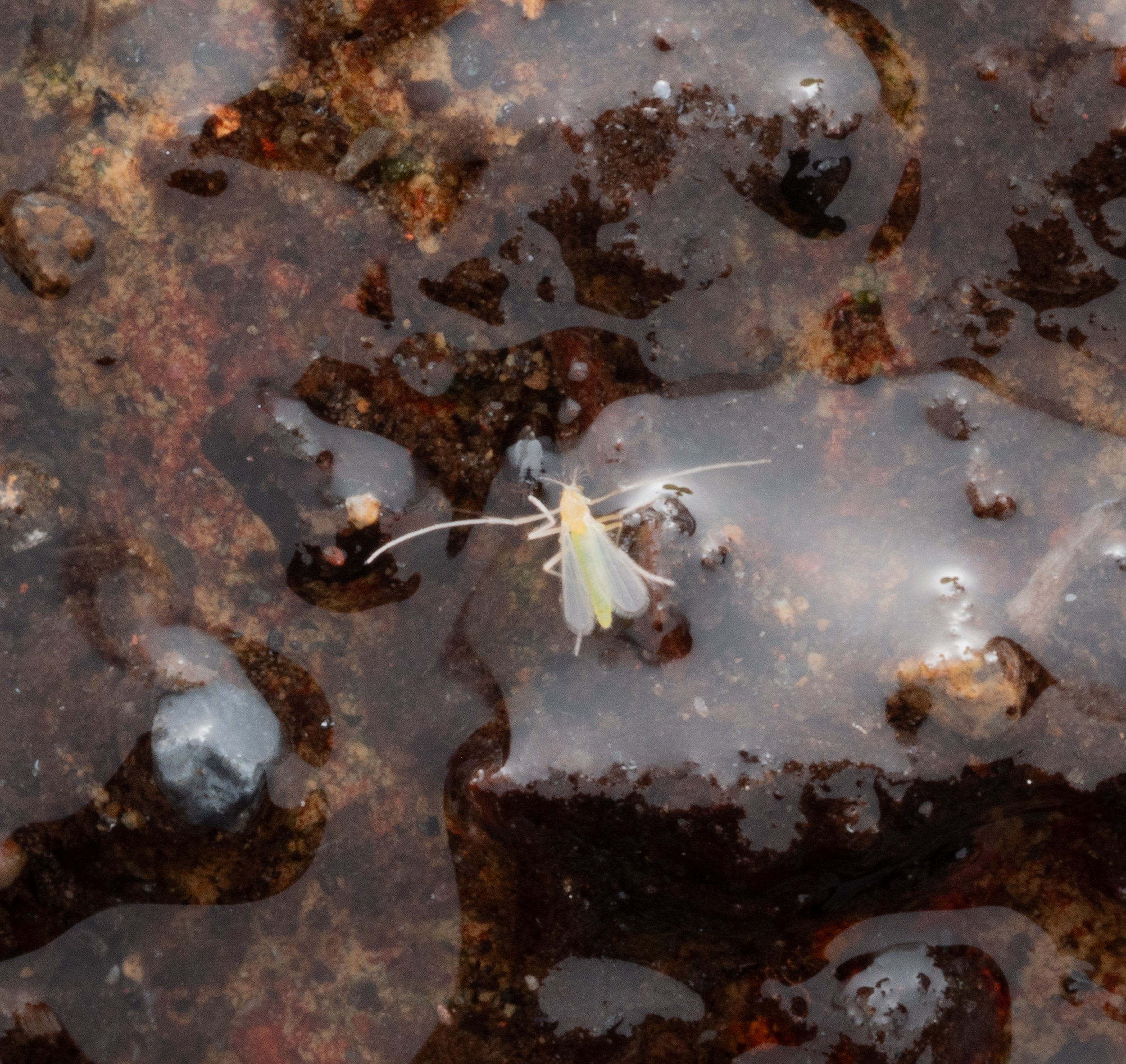 Chironomidae (Chironominae)