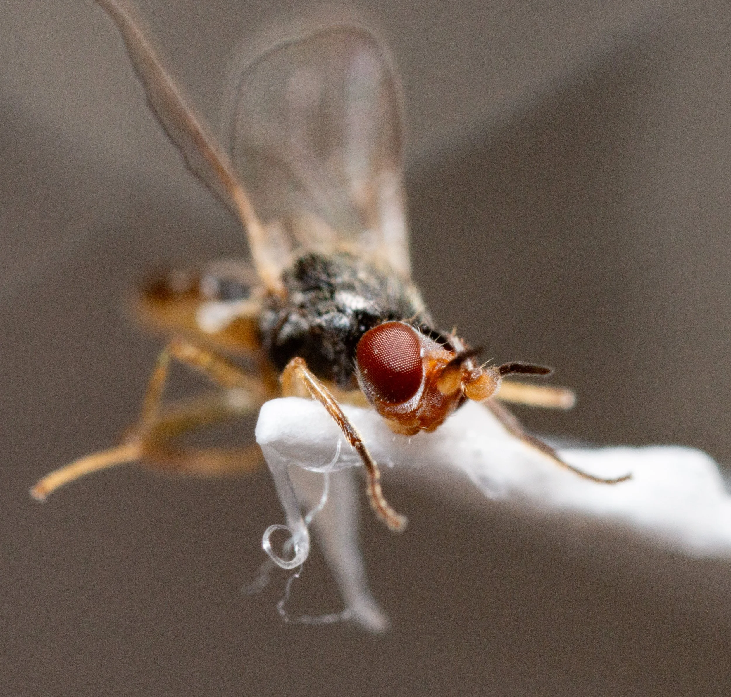 Chloropidae - Elachiptera sp.