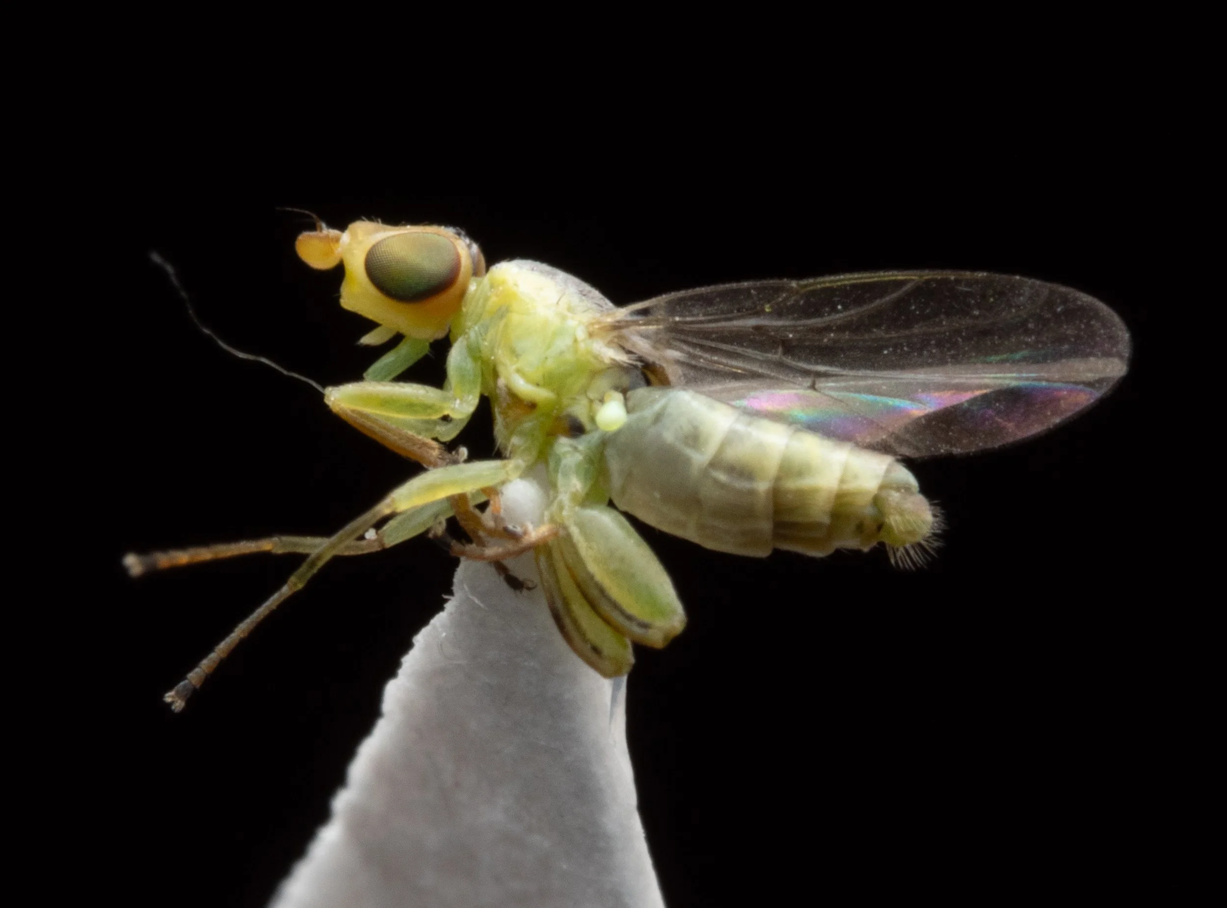 Chloropidae