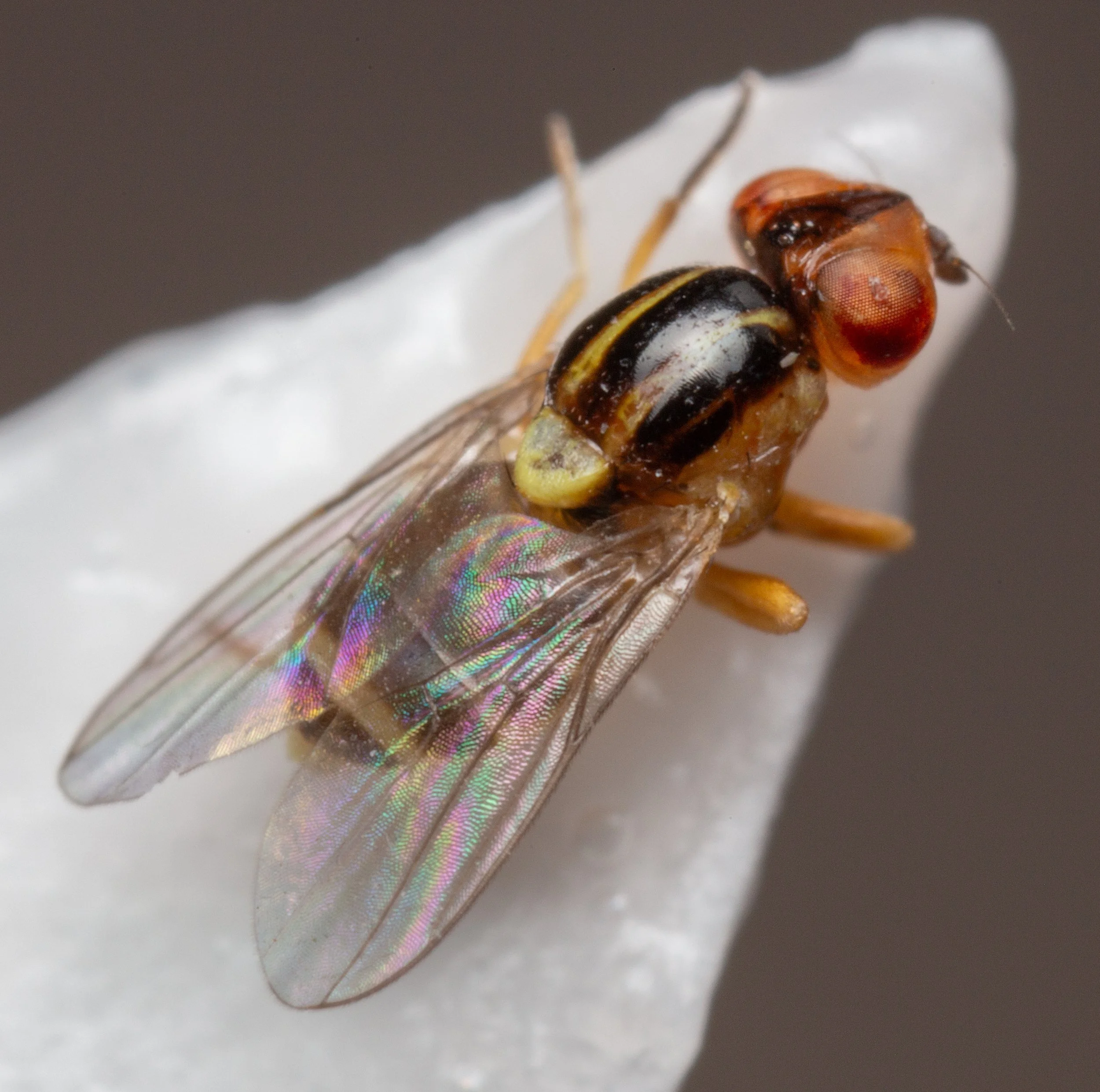Chloropidae (Chloropinae)