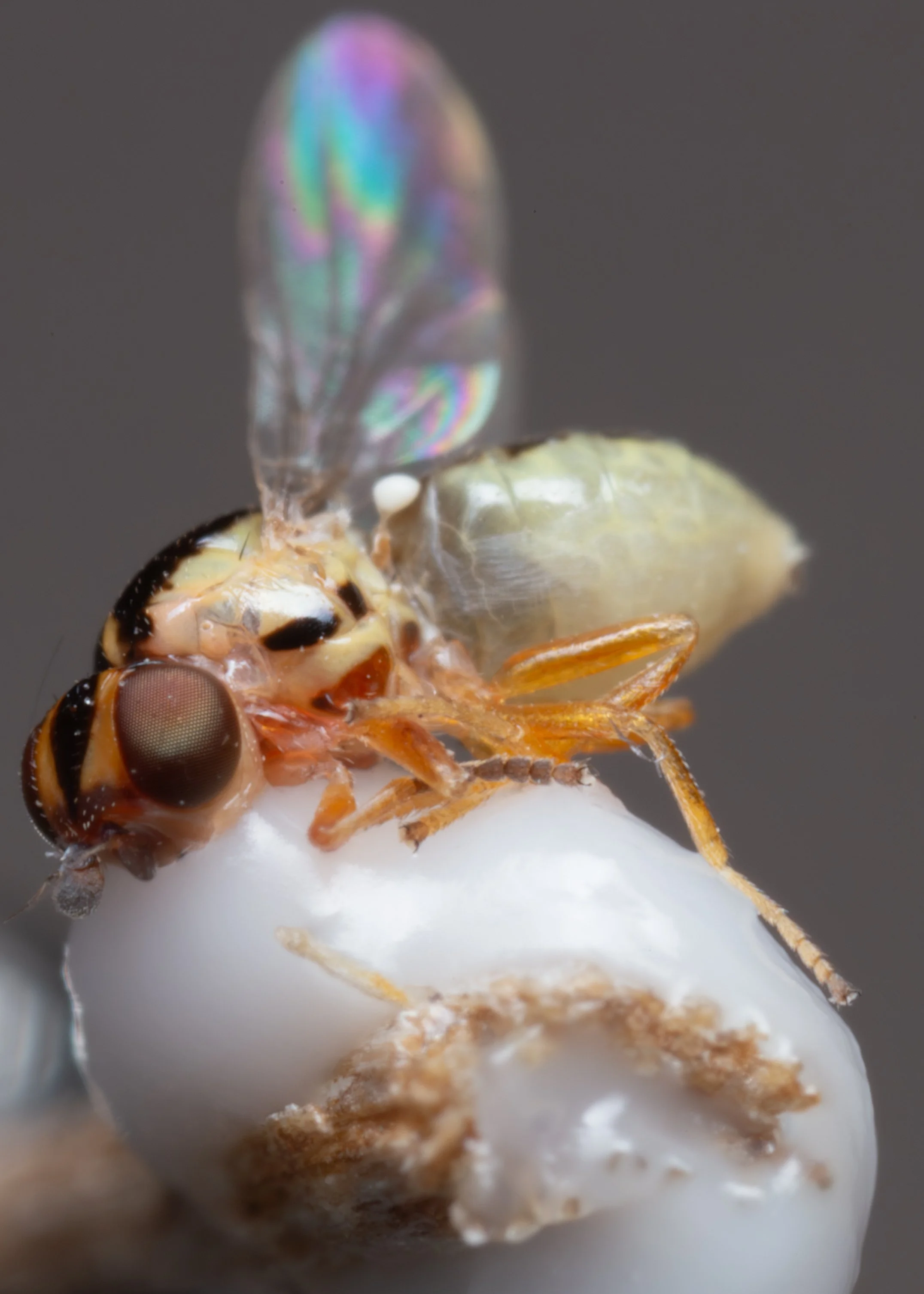 Chloropidae (Chloropinae)