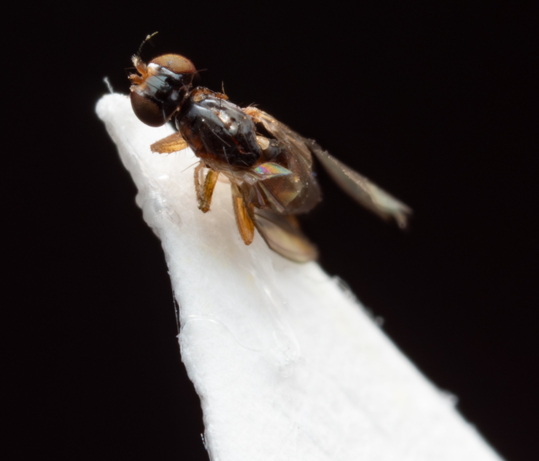 Drosophilidae