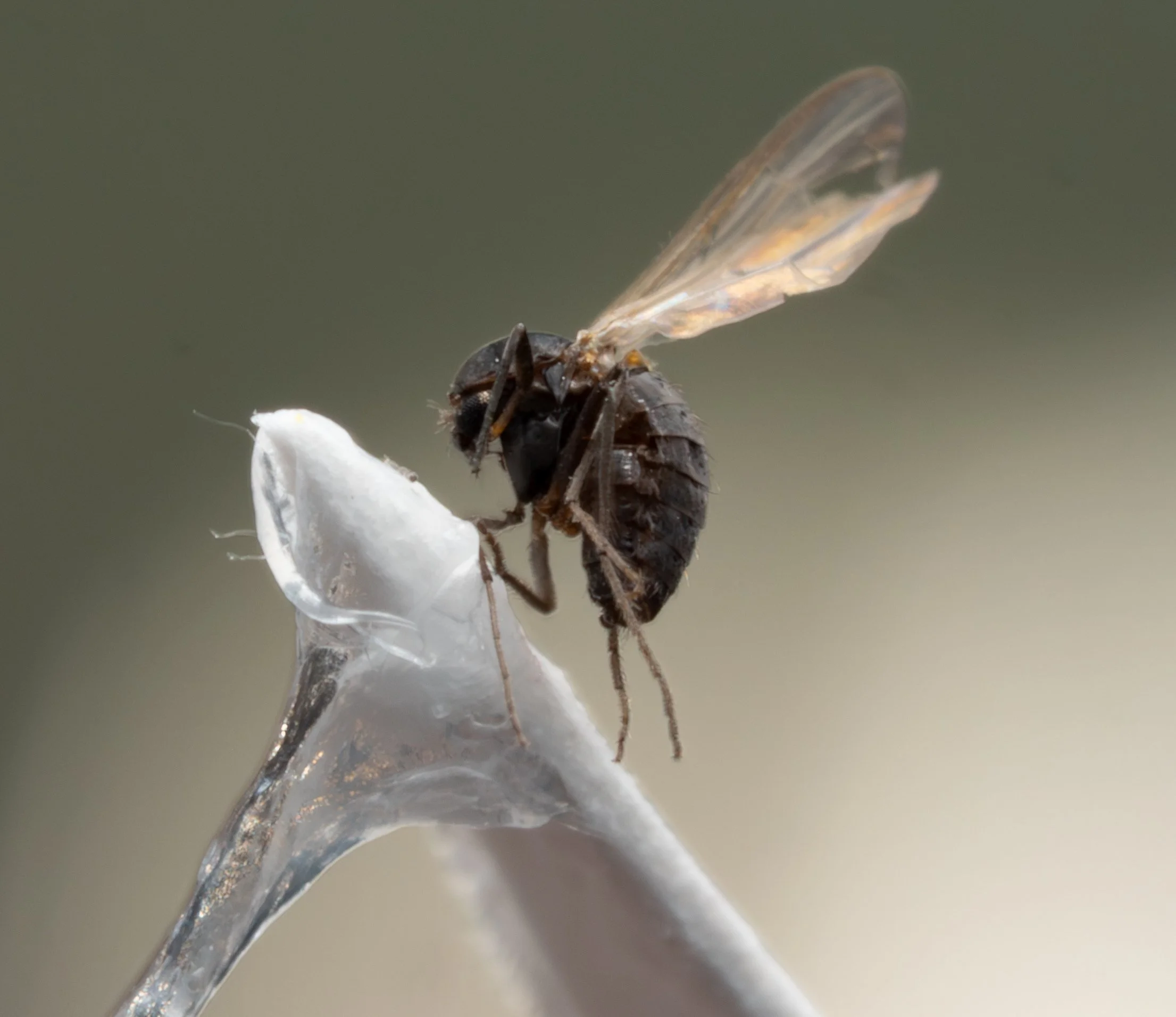 Phoridae