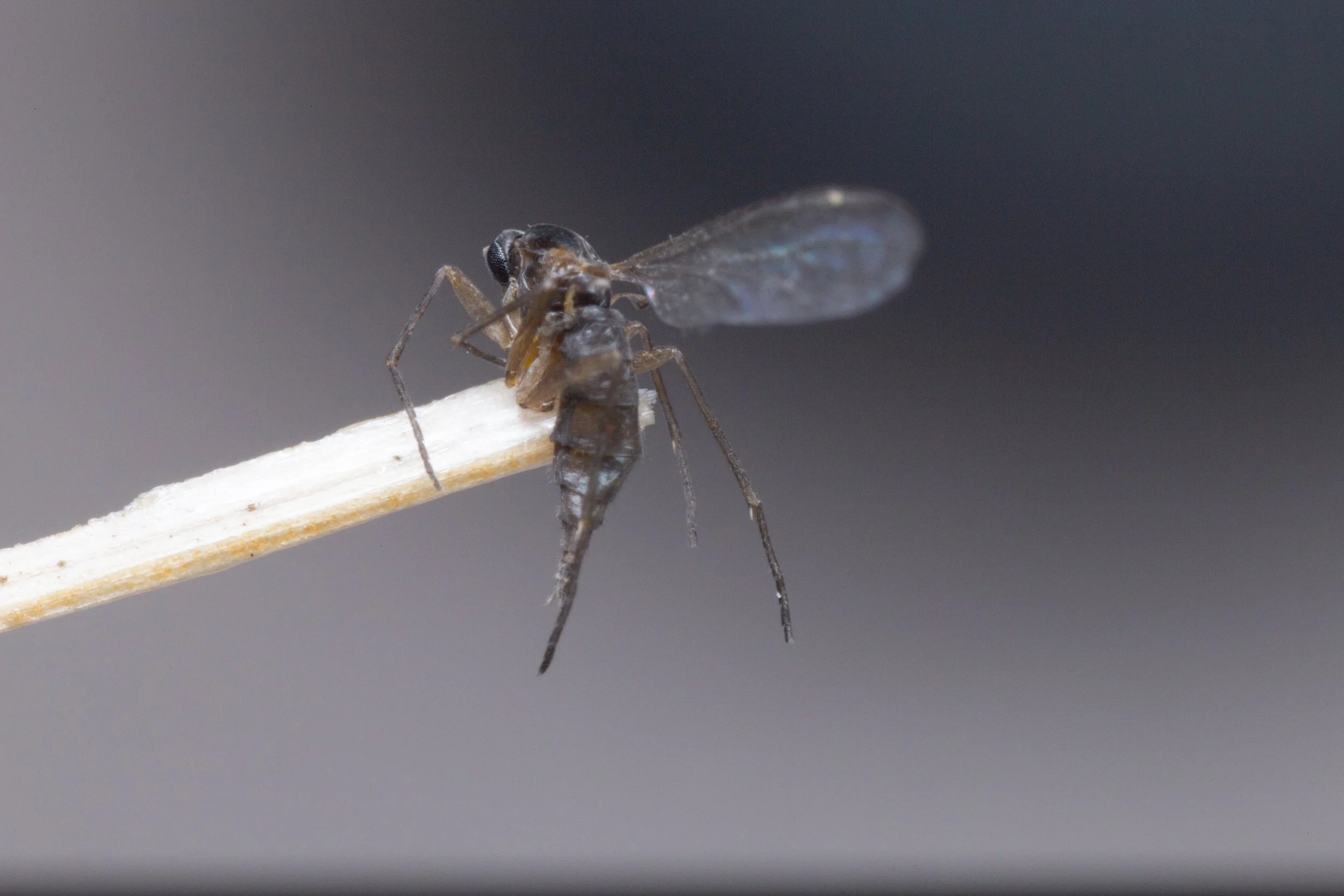 Sciaridae