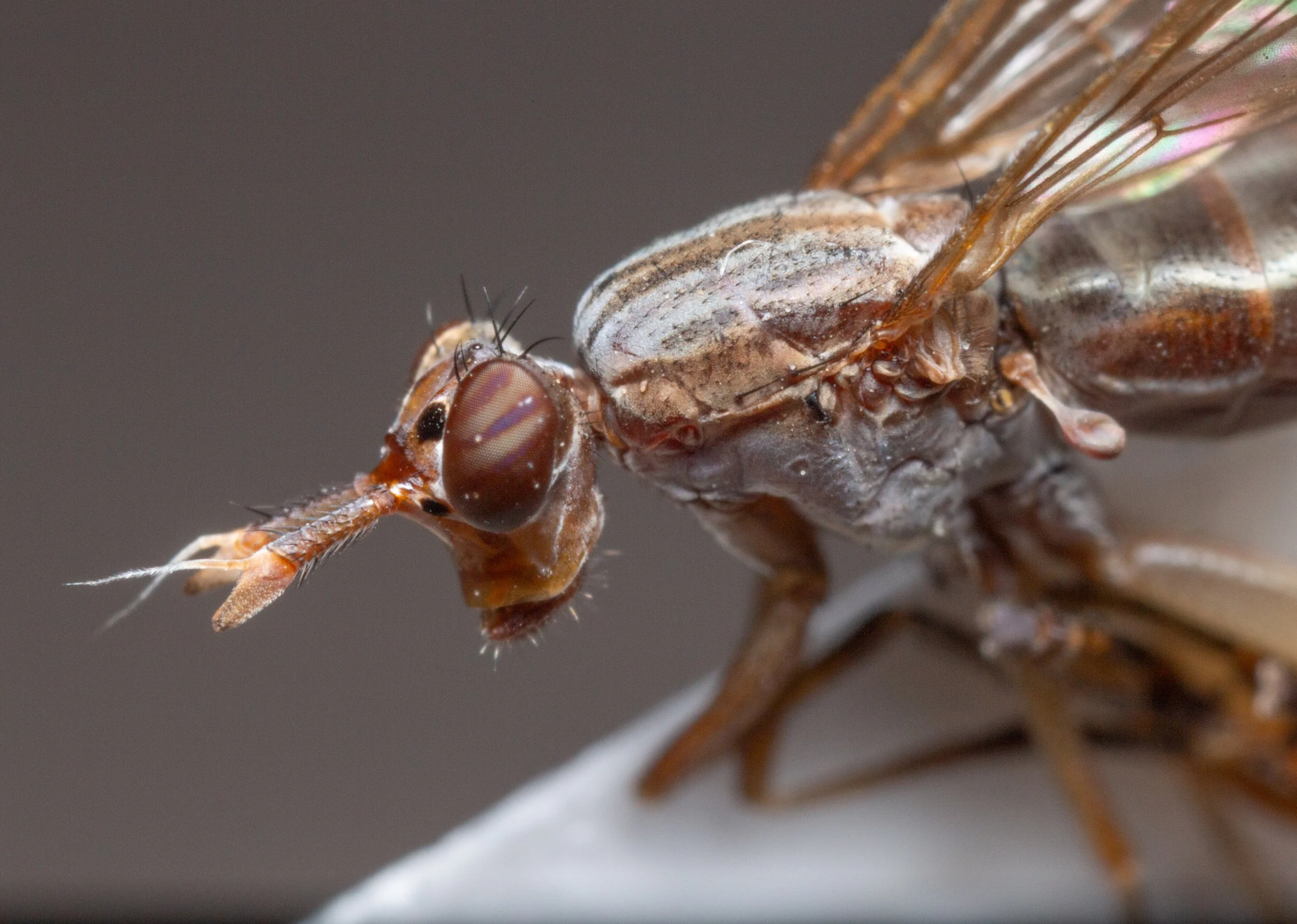Sciomyzidae - Sepedon sp.