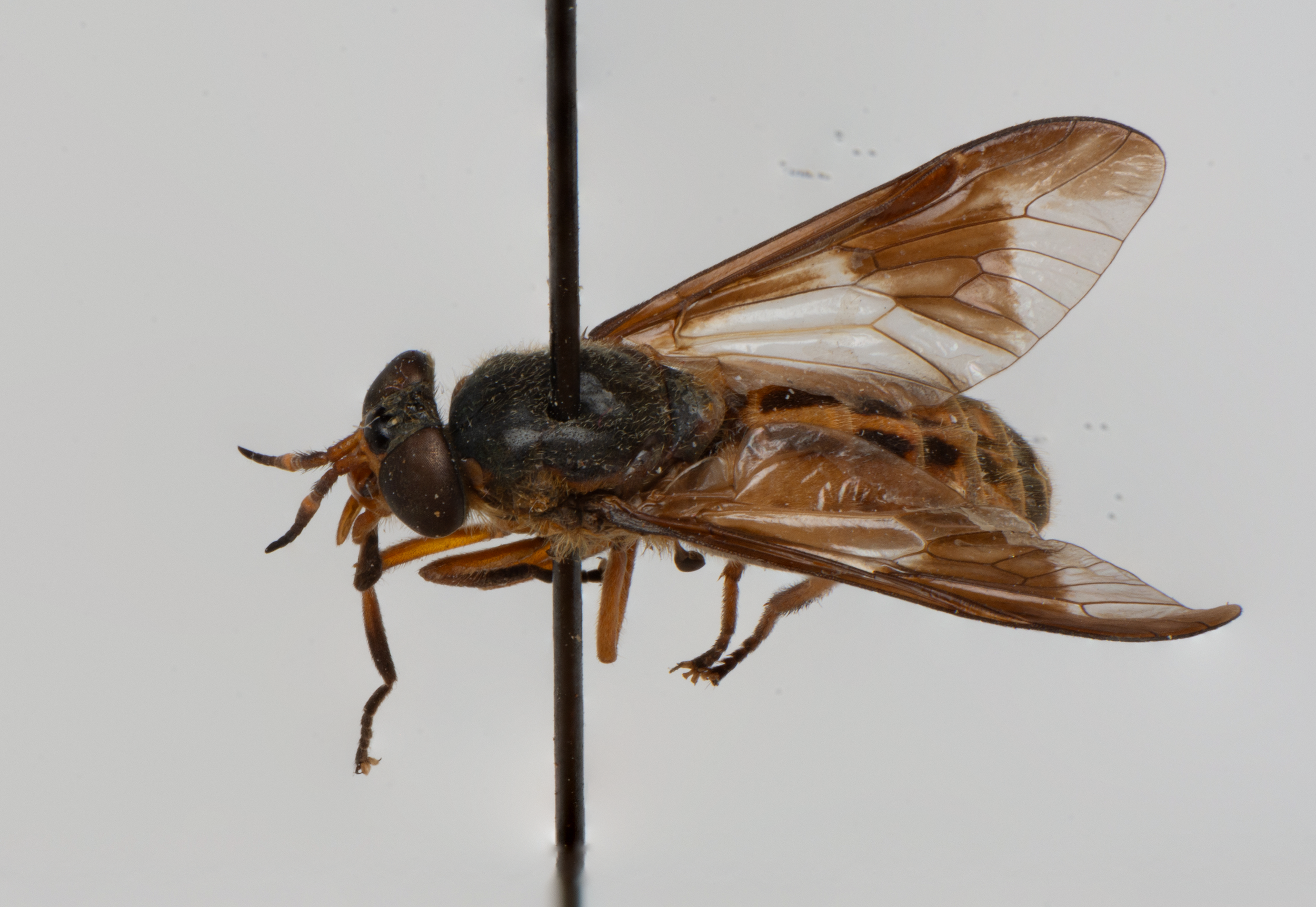 Tabanidae - Chrysops sp.