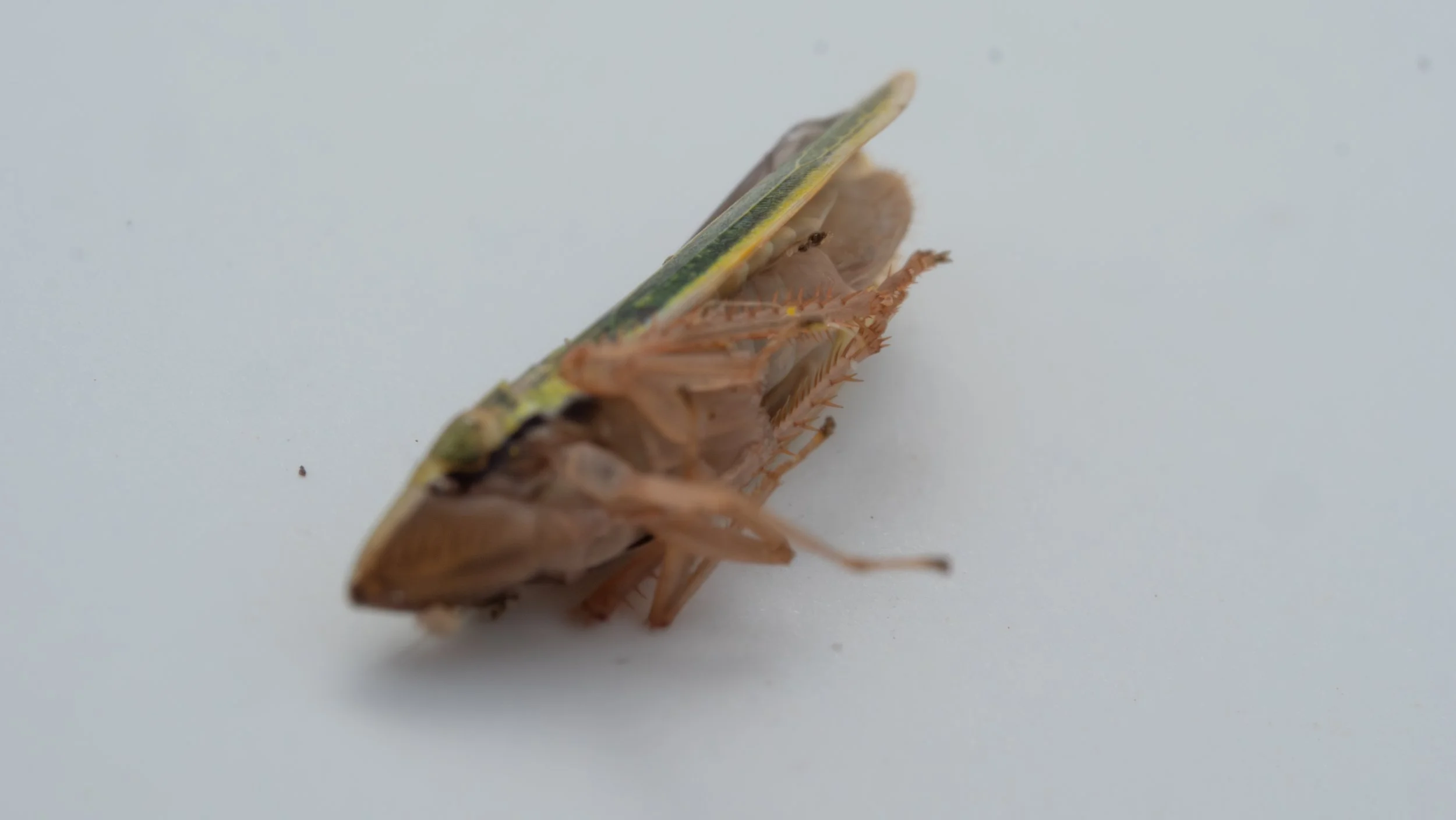 Cicadellidae - Draeculacephala sp.