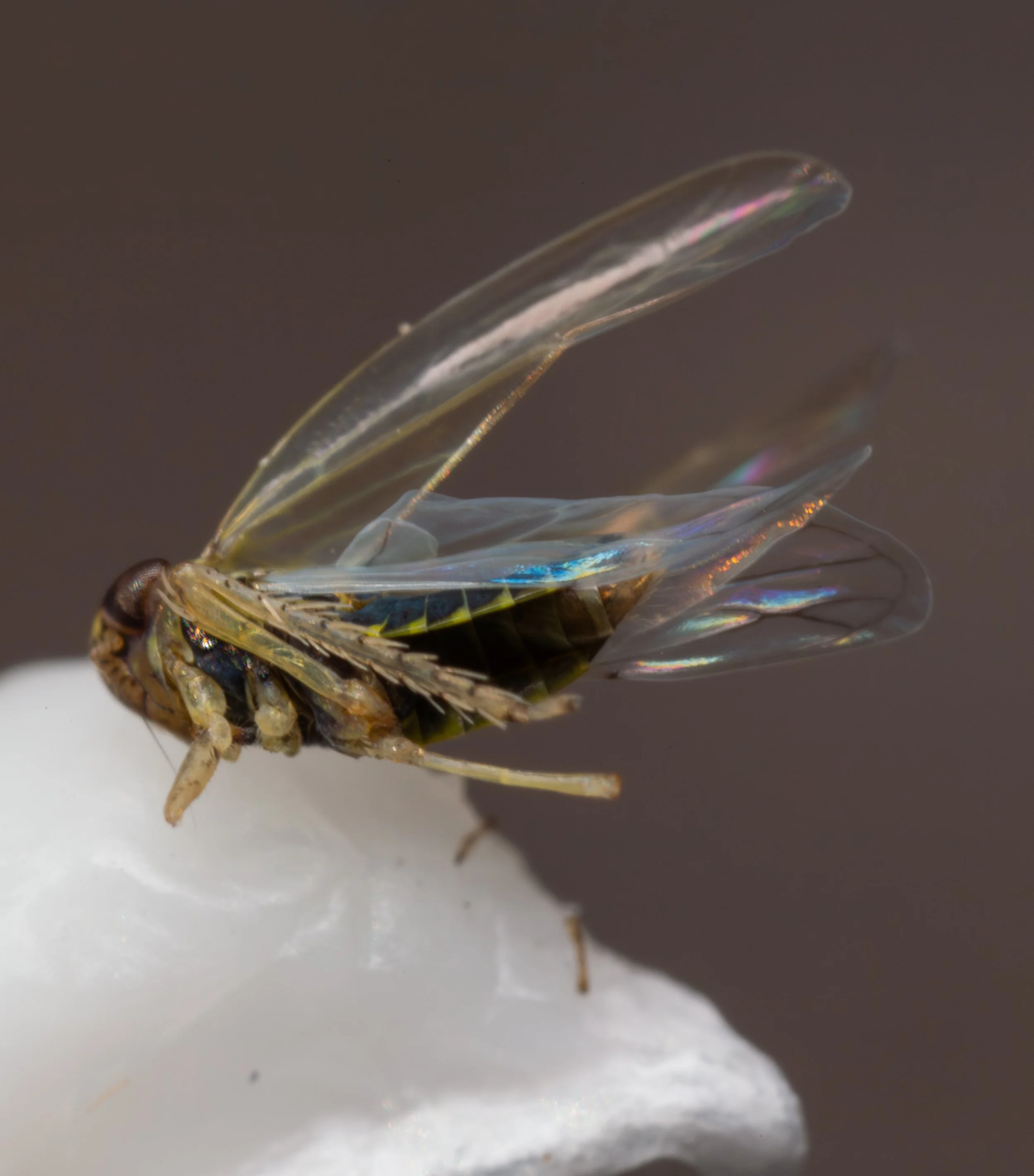 Cicadellidae - Macrosteles sp.