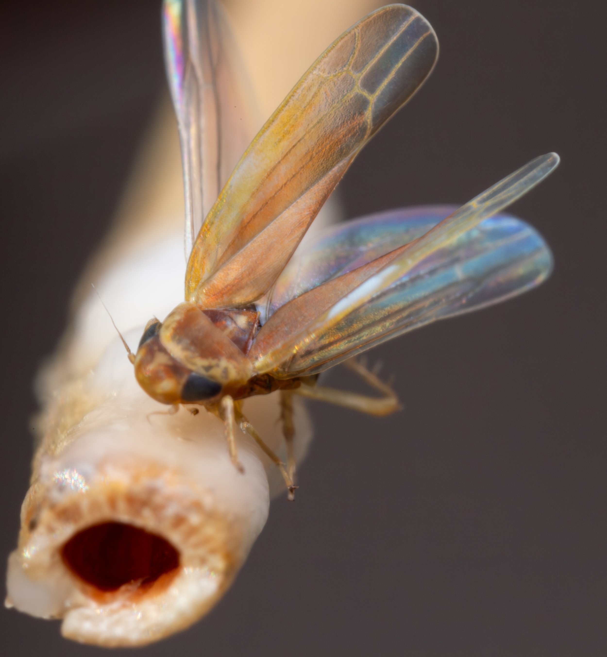 Cicadellidae (Typhlocybinae)