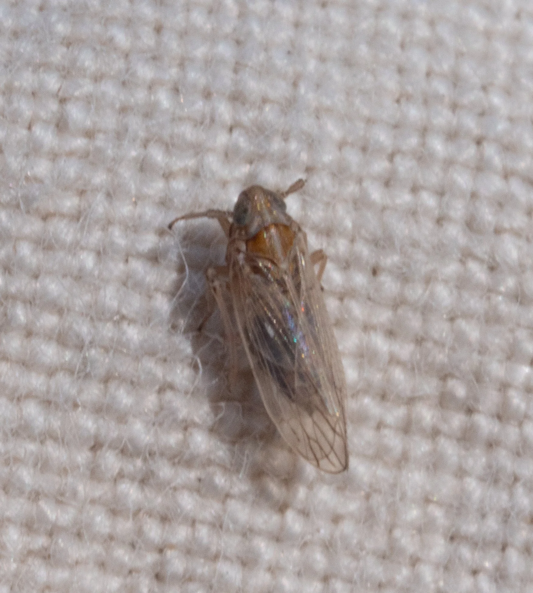 Delphacidae