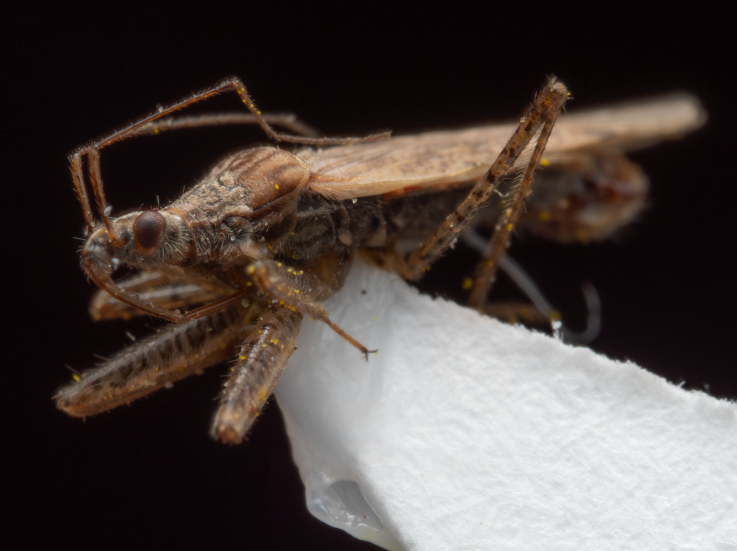 Nabidae - Nabis sp.
