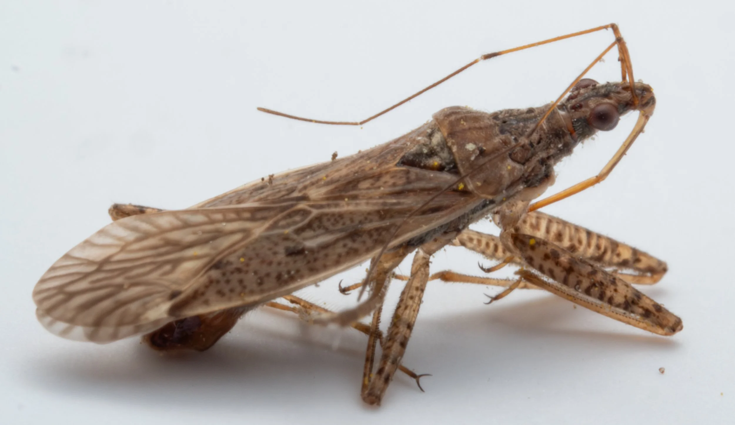 Nabidae - Nabis roseipennis