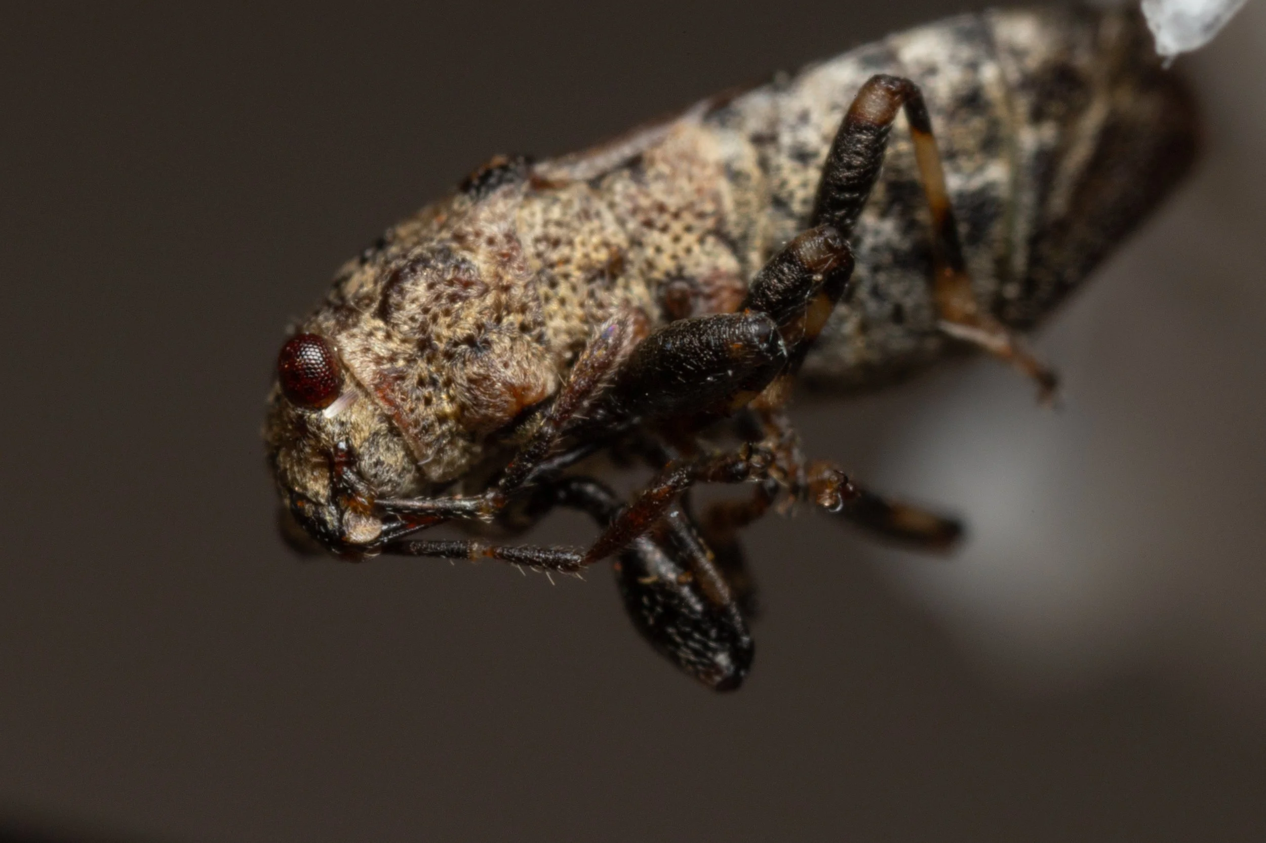 Pachygronthidae