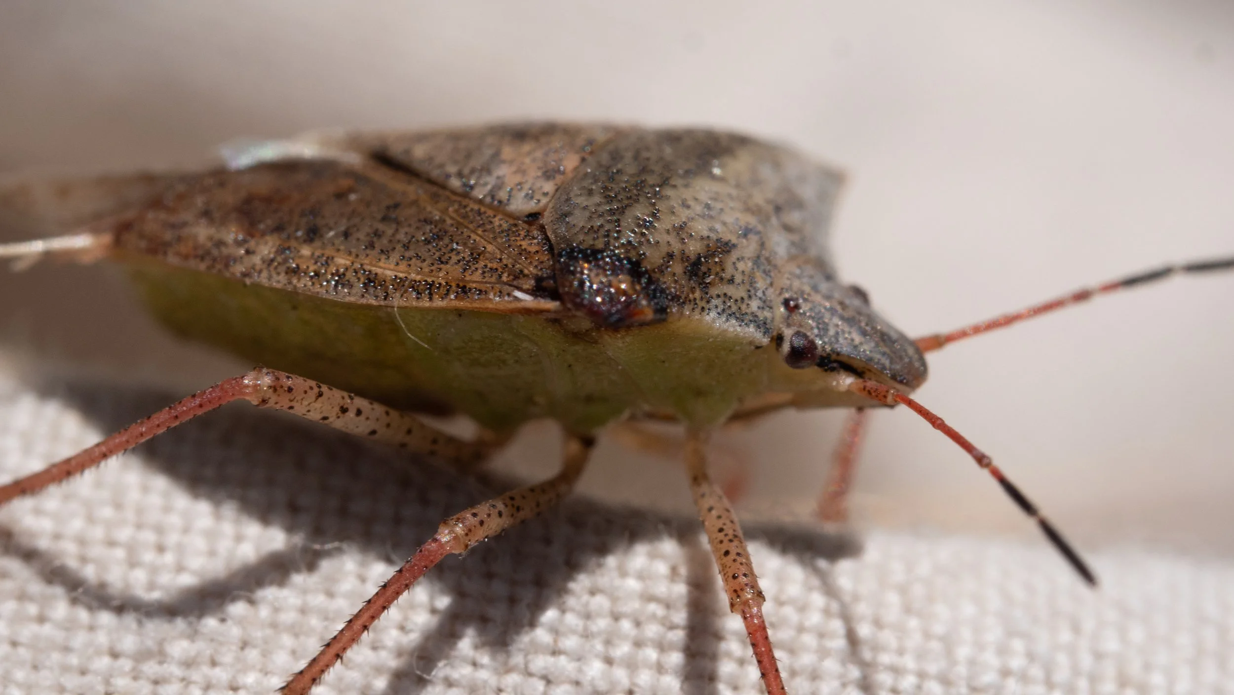 Pentatomidae - Euschistus sp.