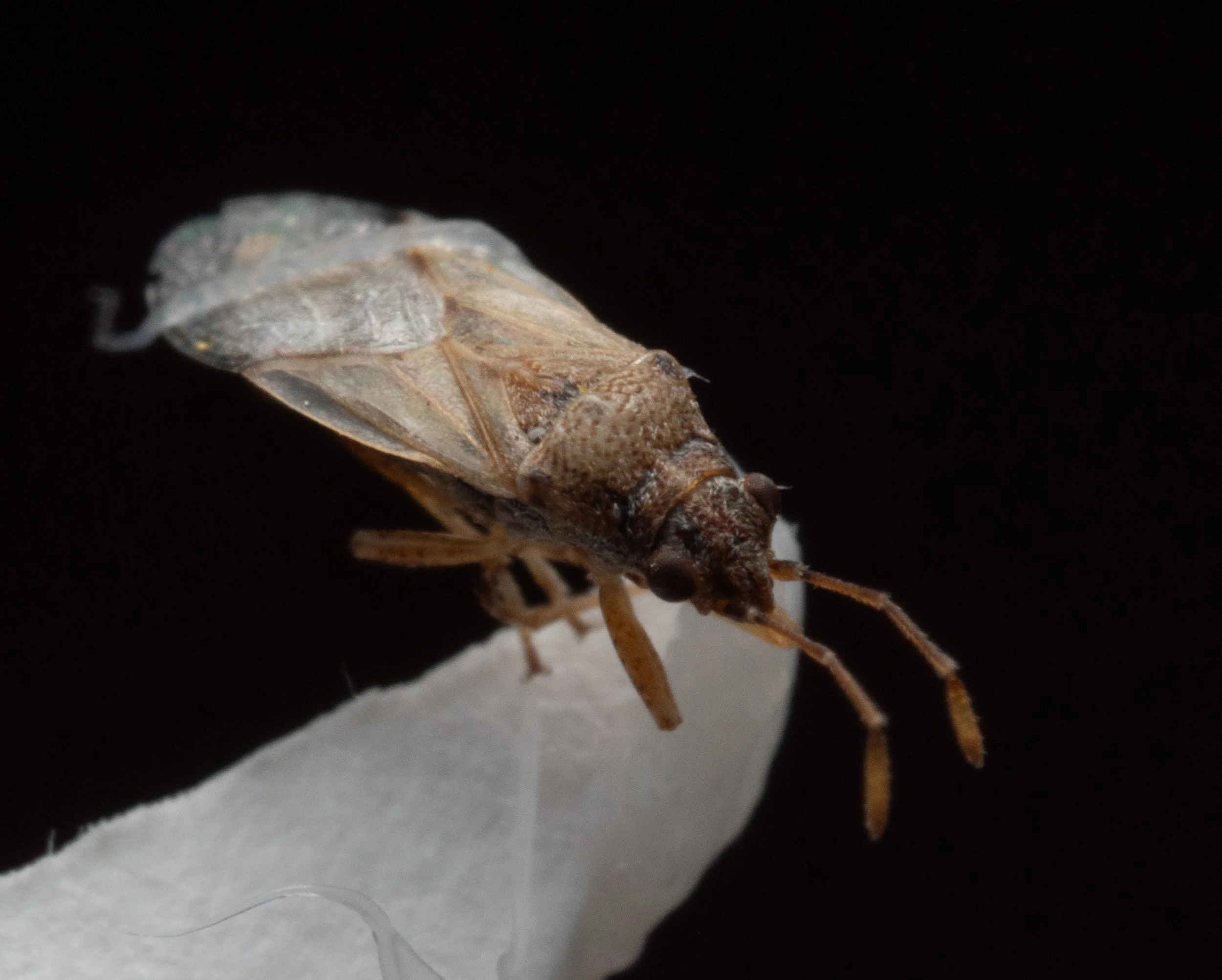 Piesmatidae