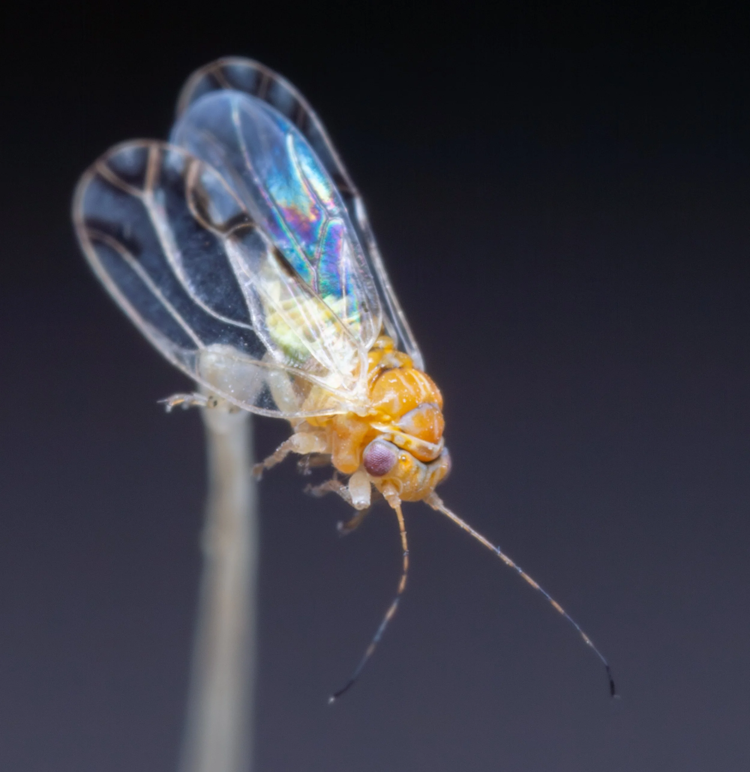 Psyllidae