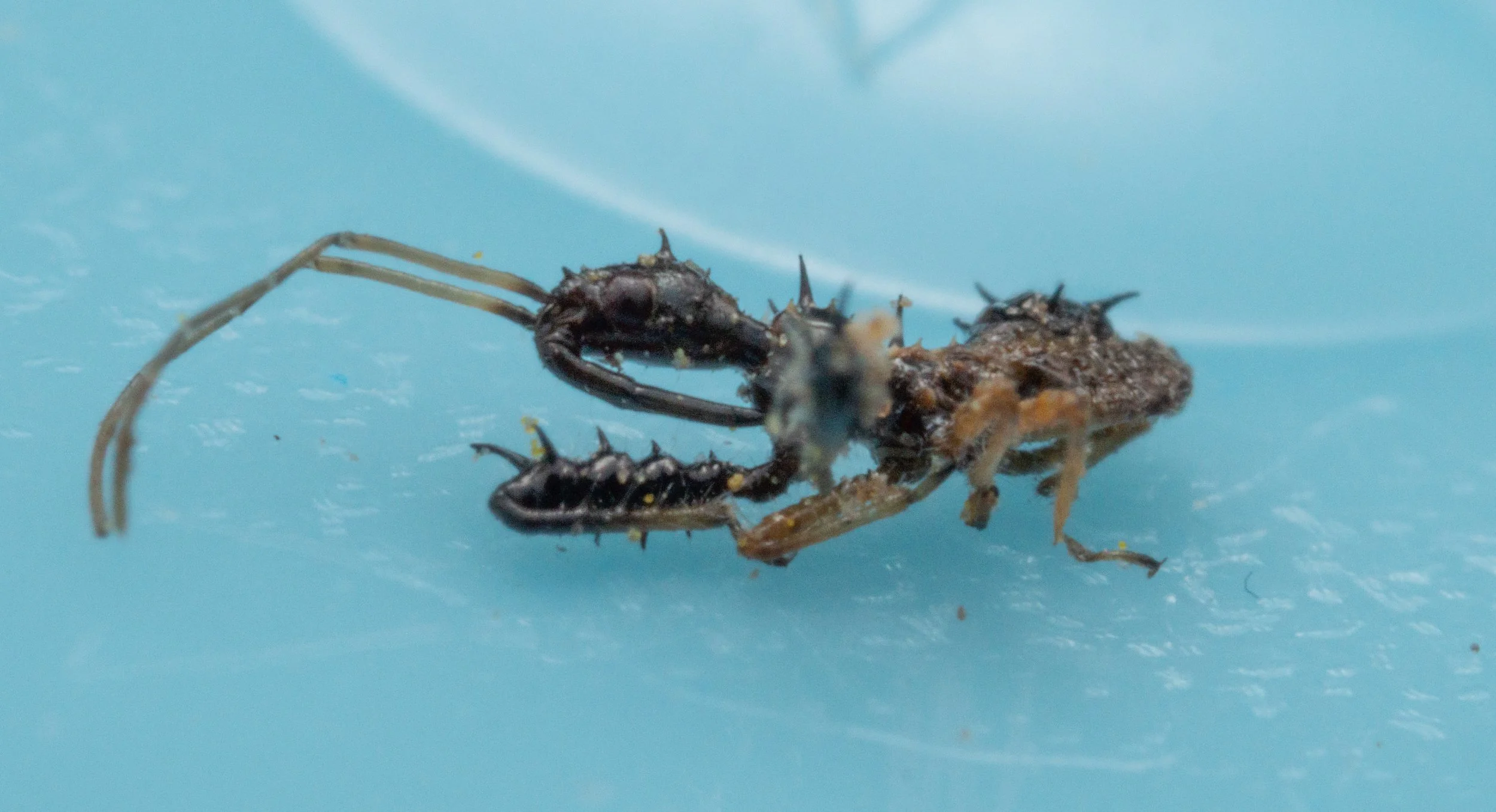 Reduviidae - Sinea sp.