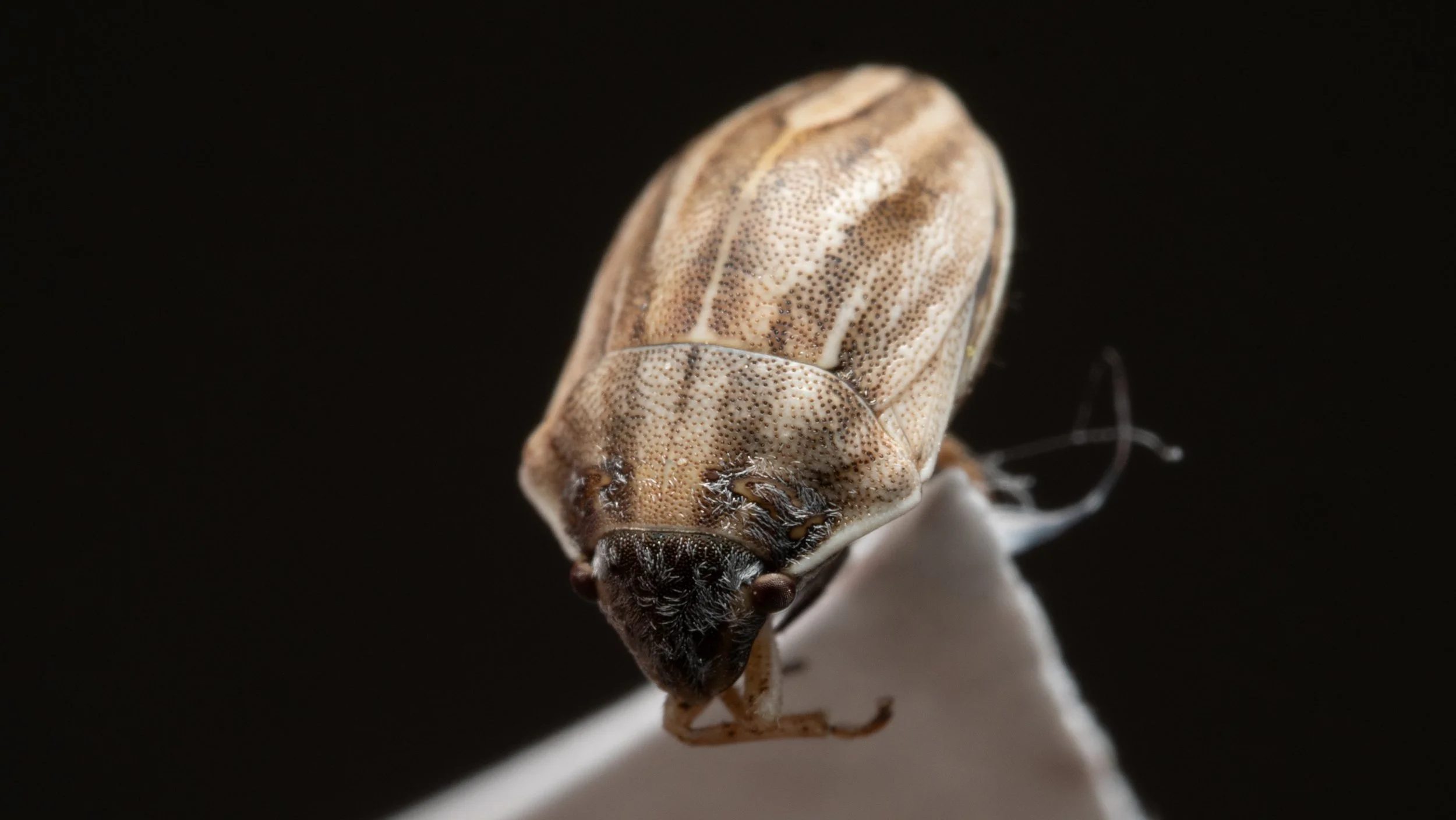 Scutelleridae - Homaemus sp.