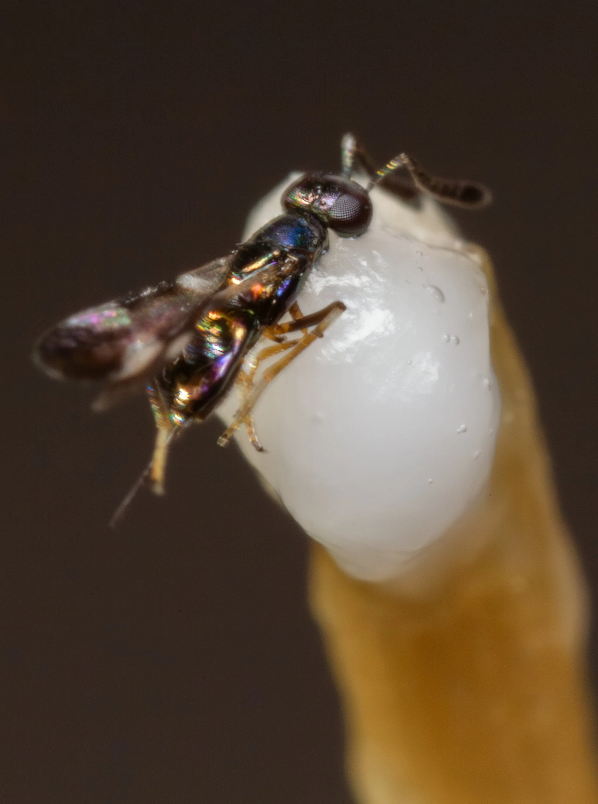 Encyrtidae