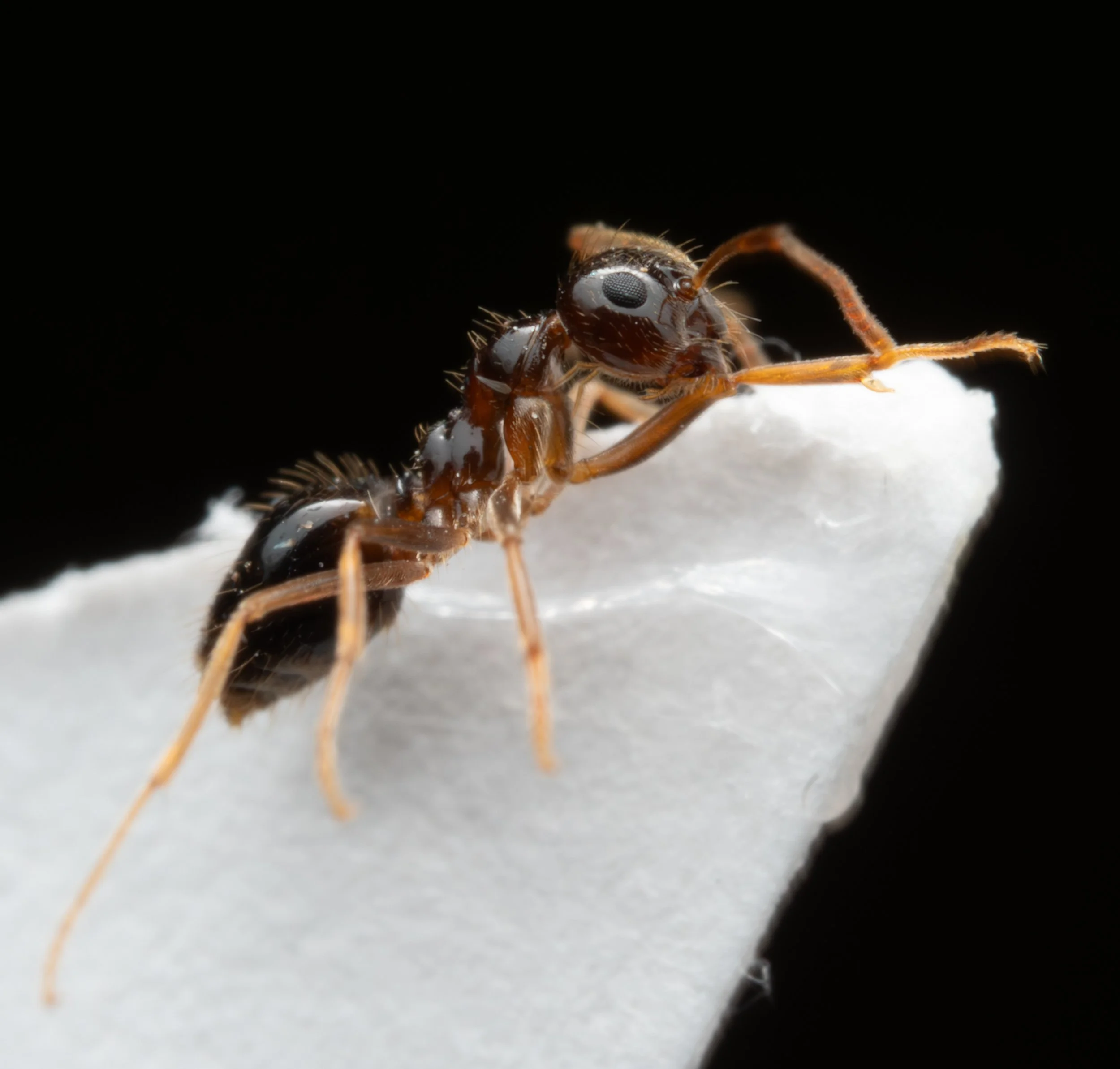 Formicidae