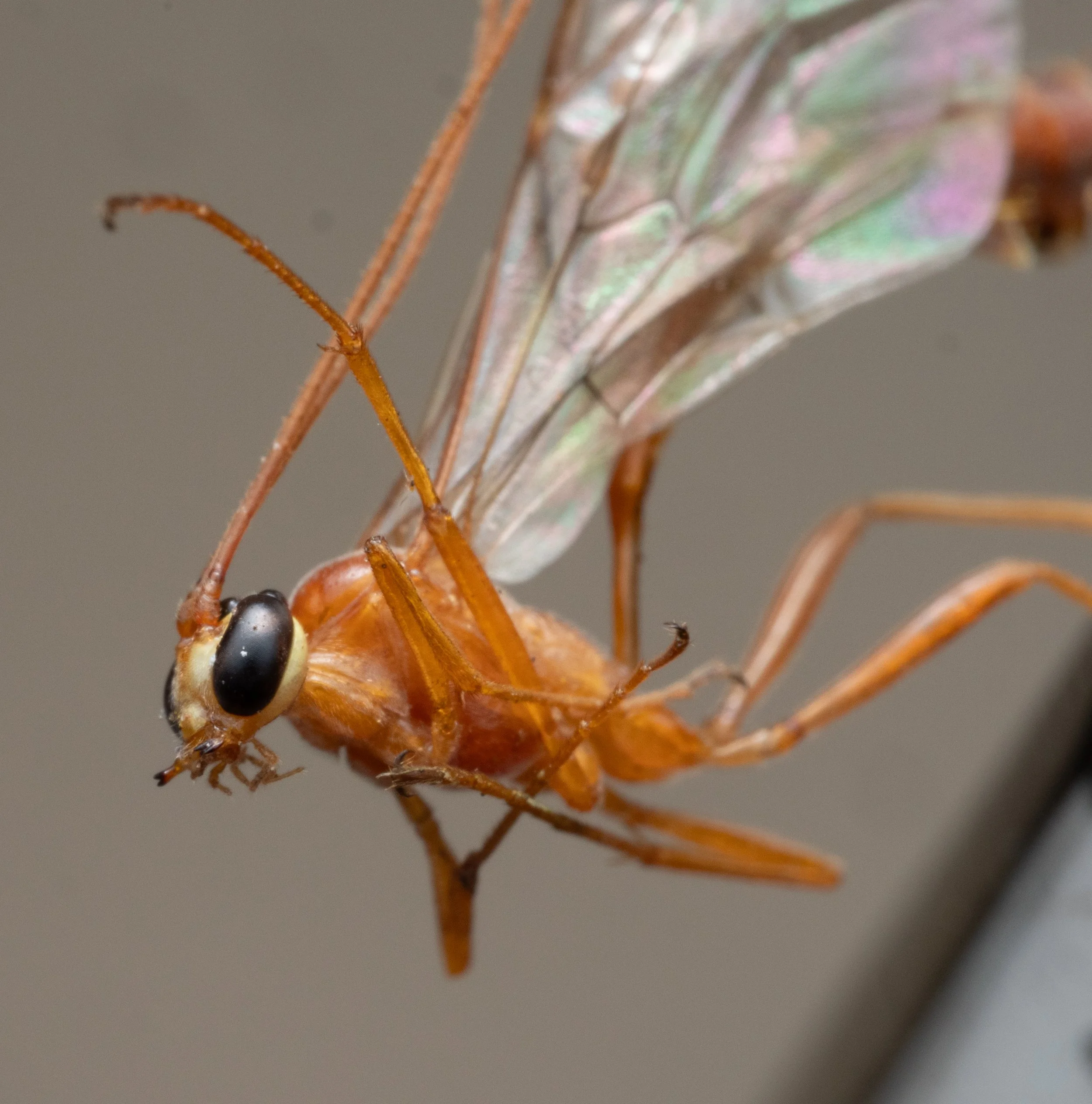 Ichneumonidae