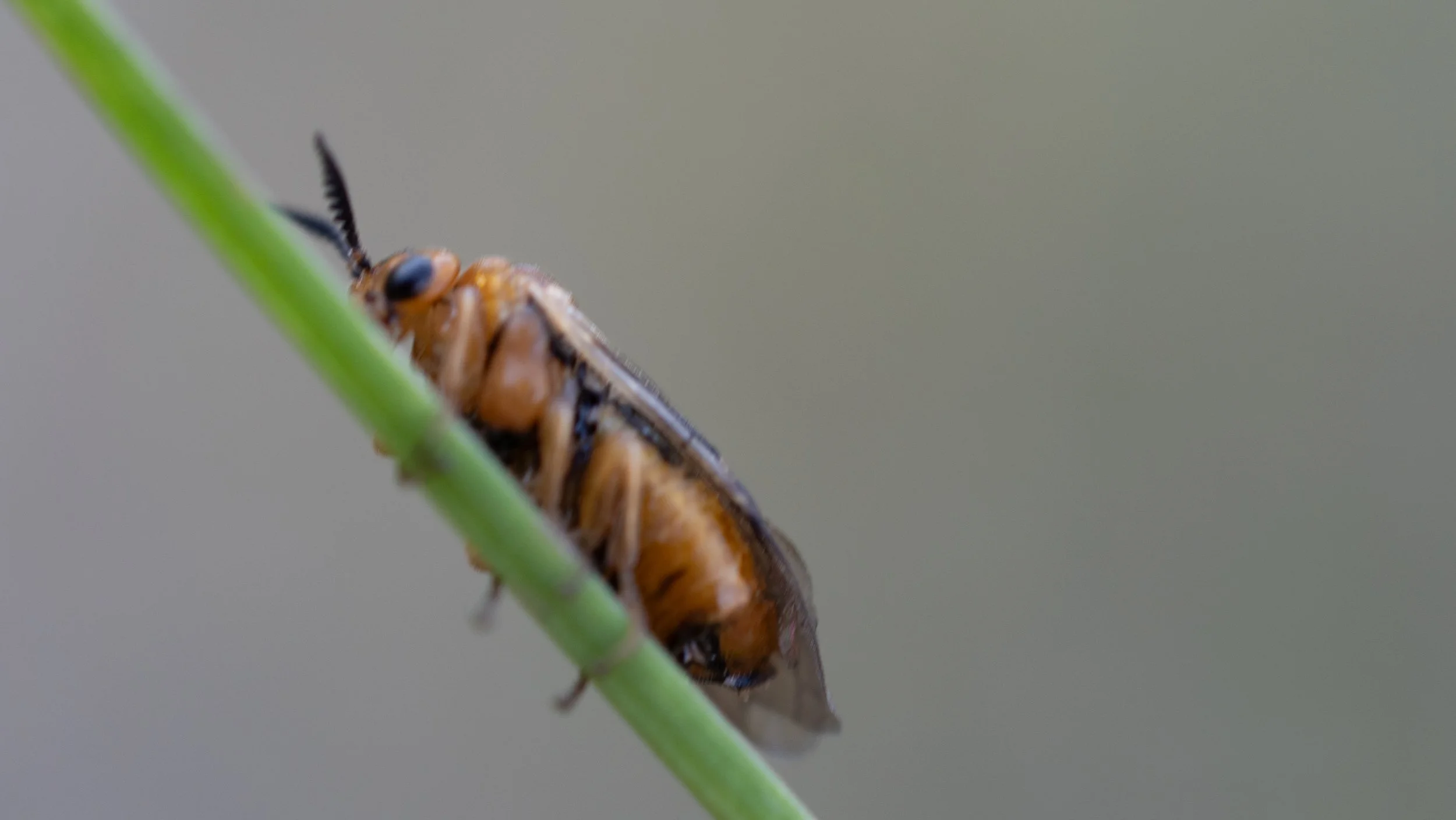 Tenthredinidae