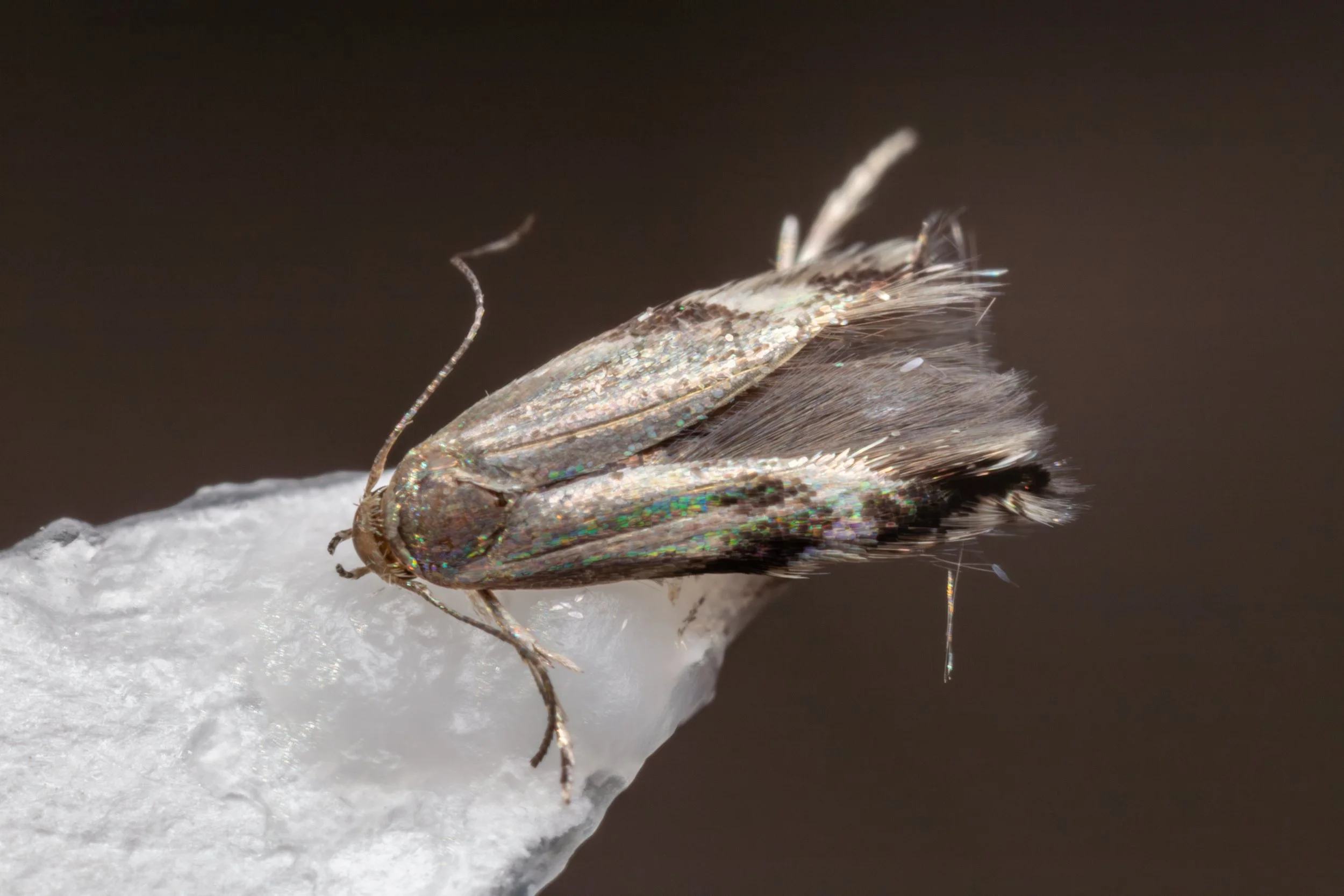 Elachistidae
