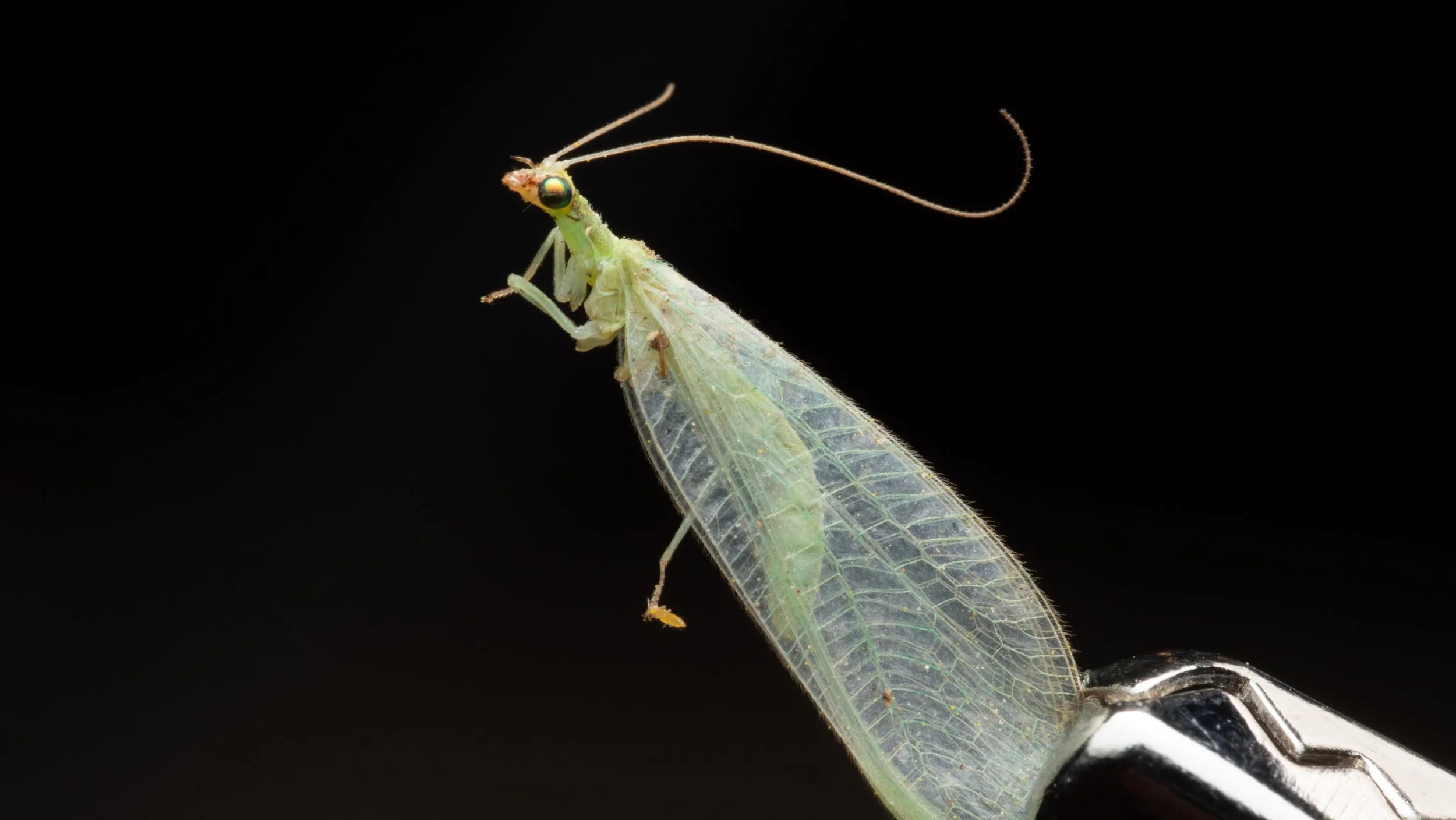 Chrysopidae - Chrysoperla sp.
