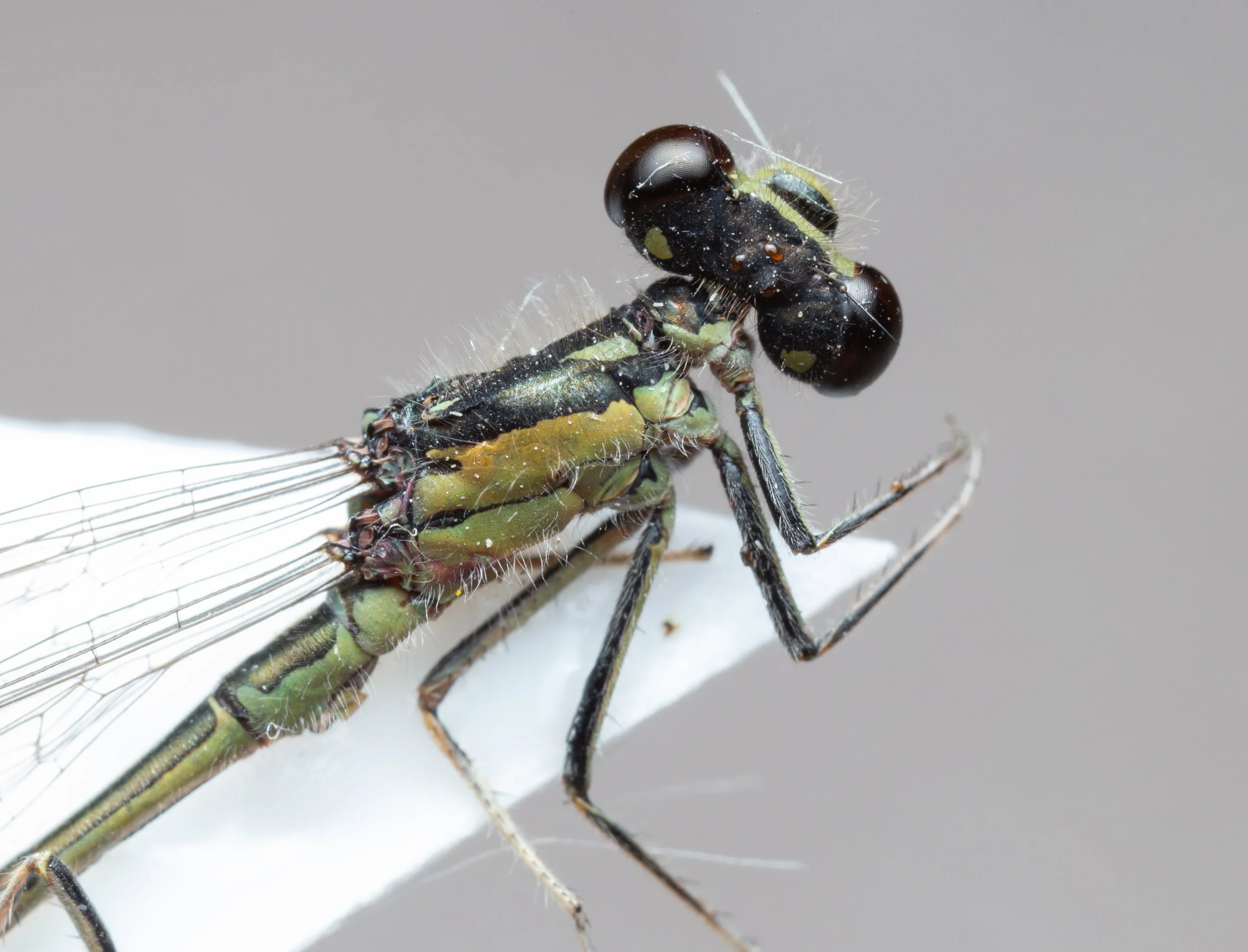 Coenagrionidae - Ischnura posita