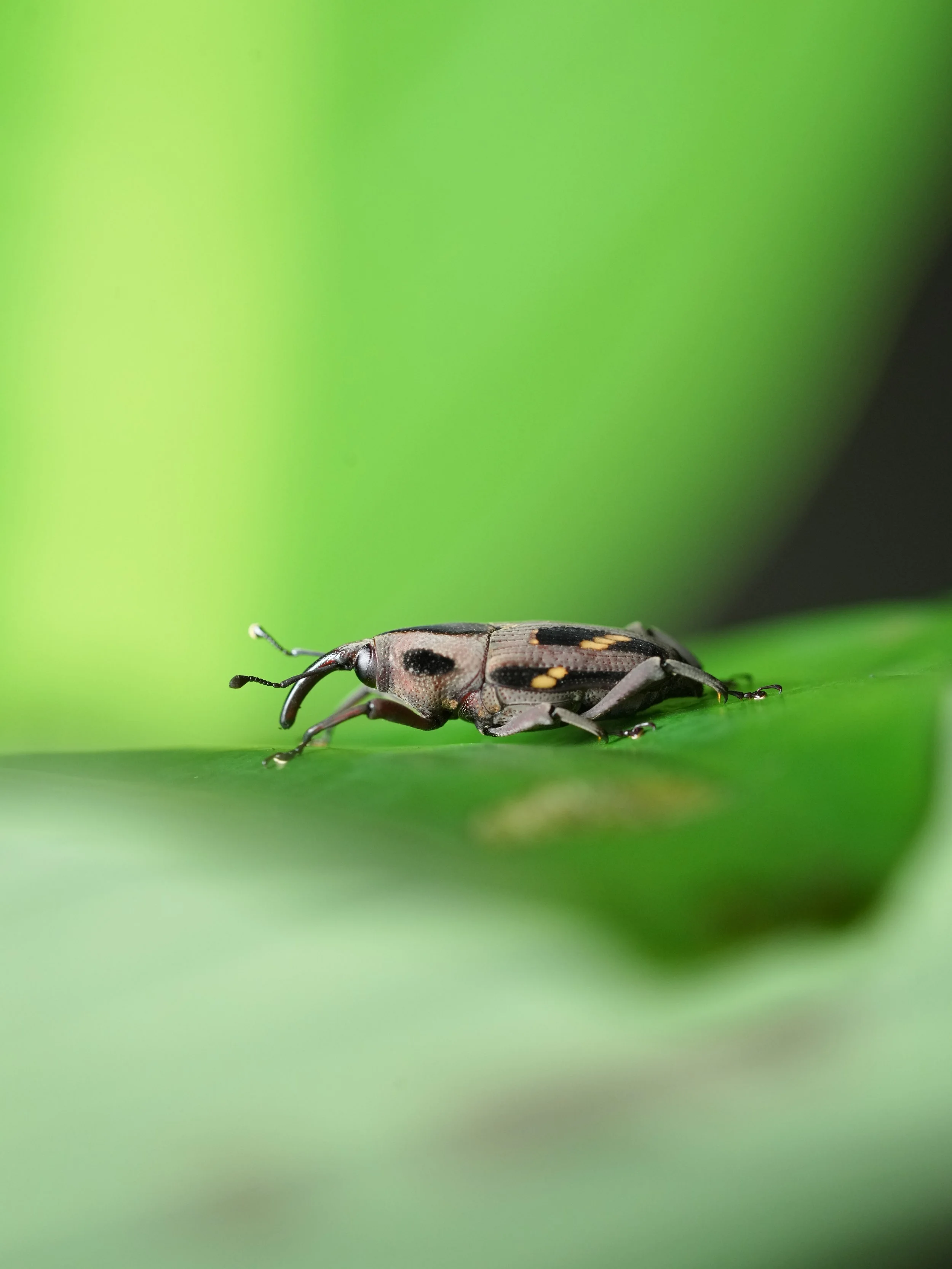 Curculionidae (Dryophthorinae)