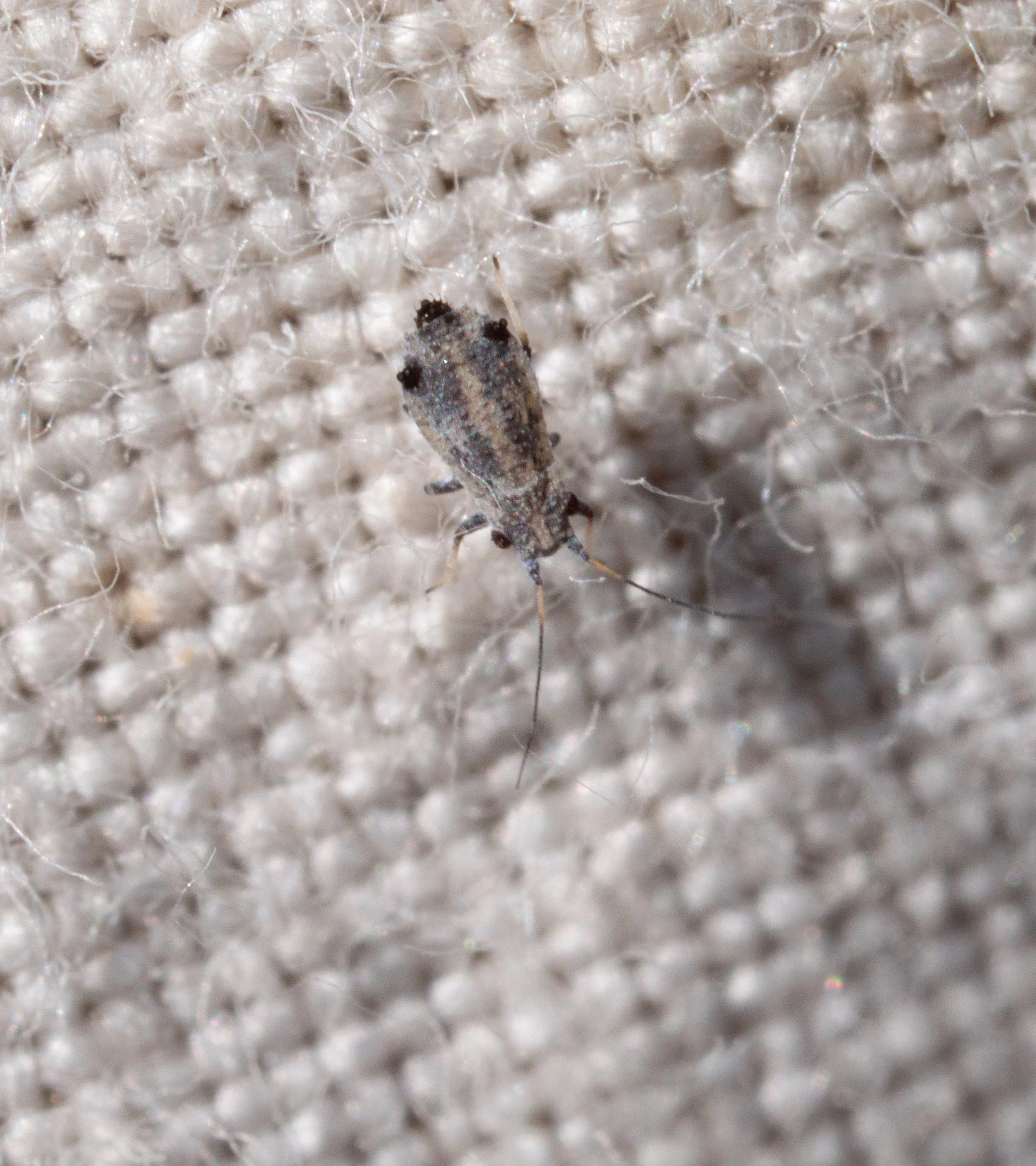 Aphididae