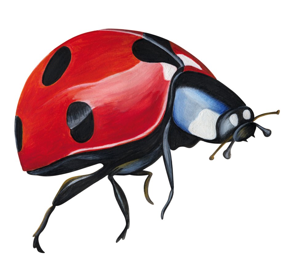 LADYBIRD.jpg