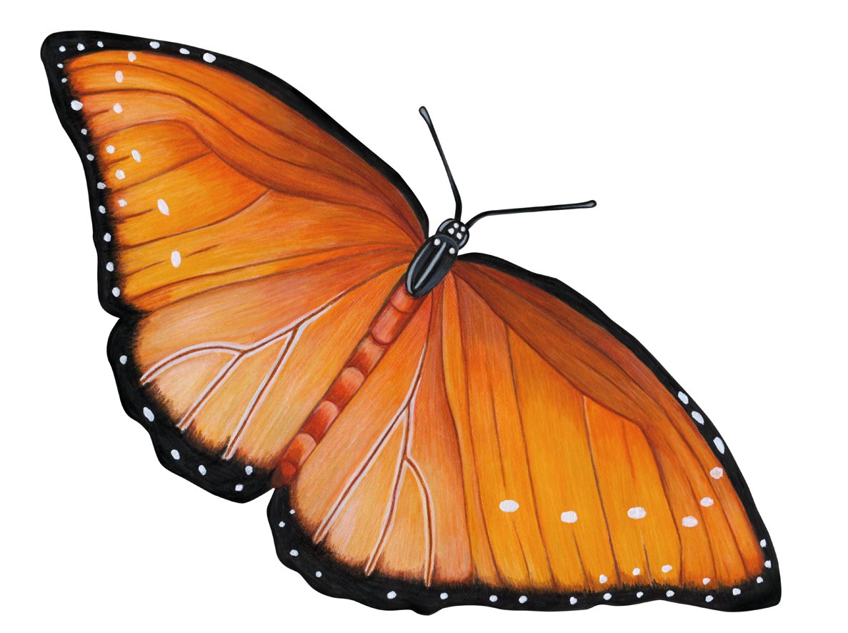 BUTTERFLY 1.jpg