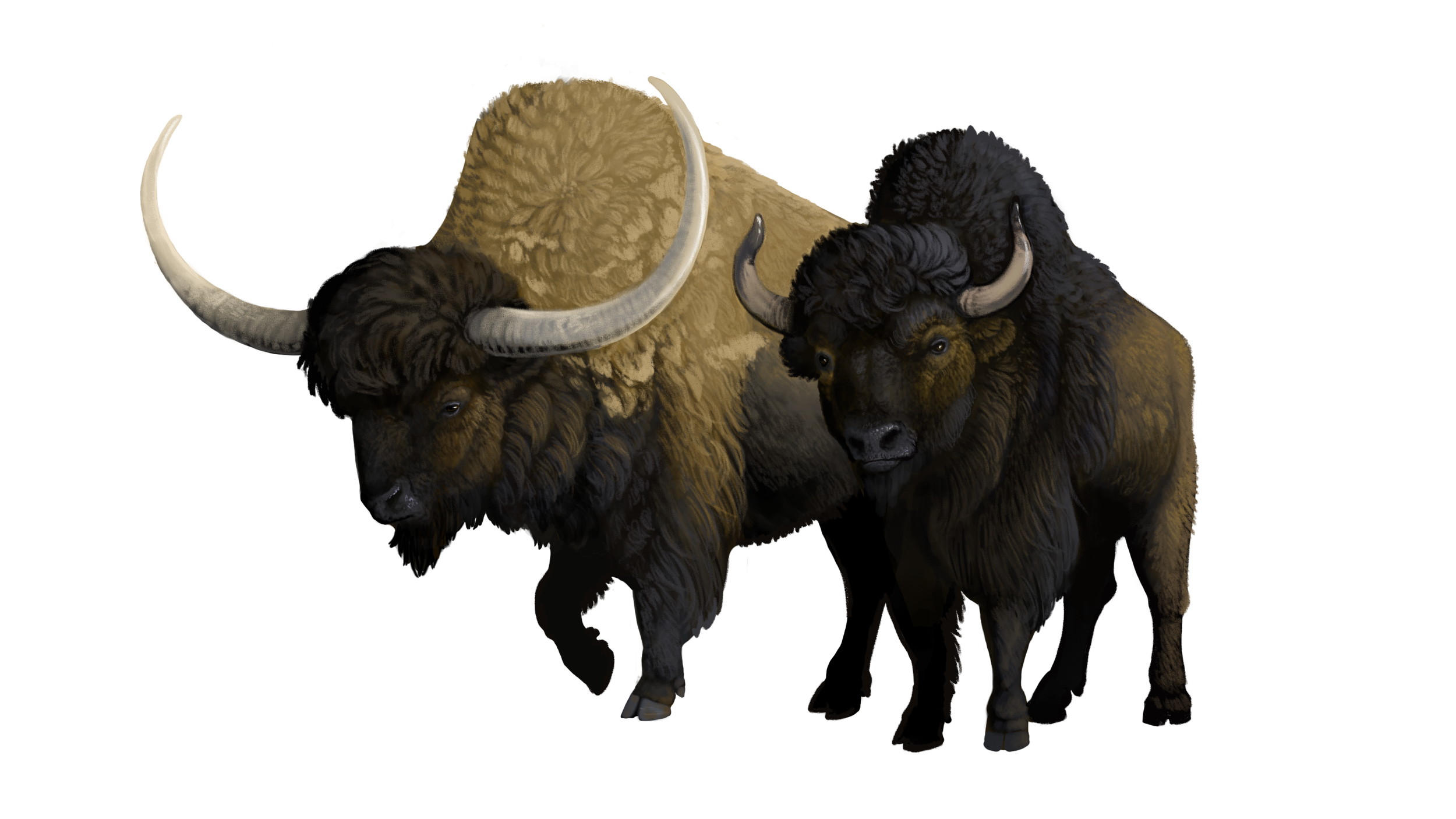Bison latifrons and antiquus