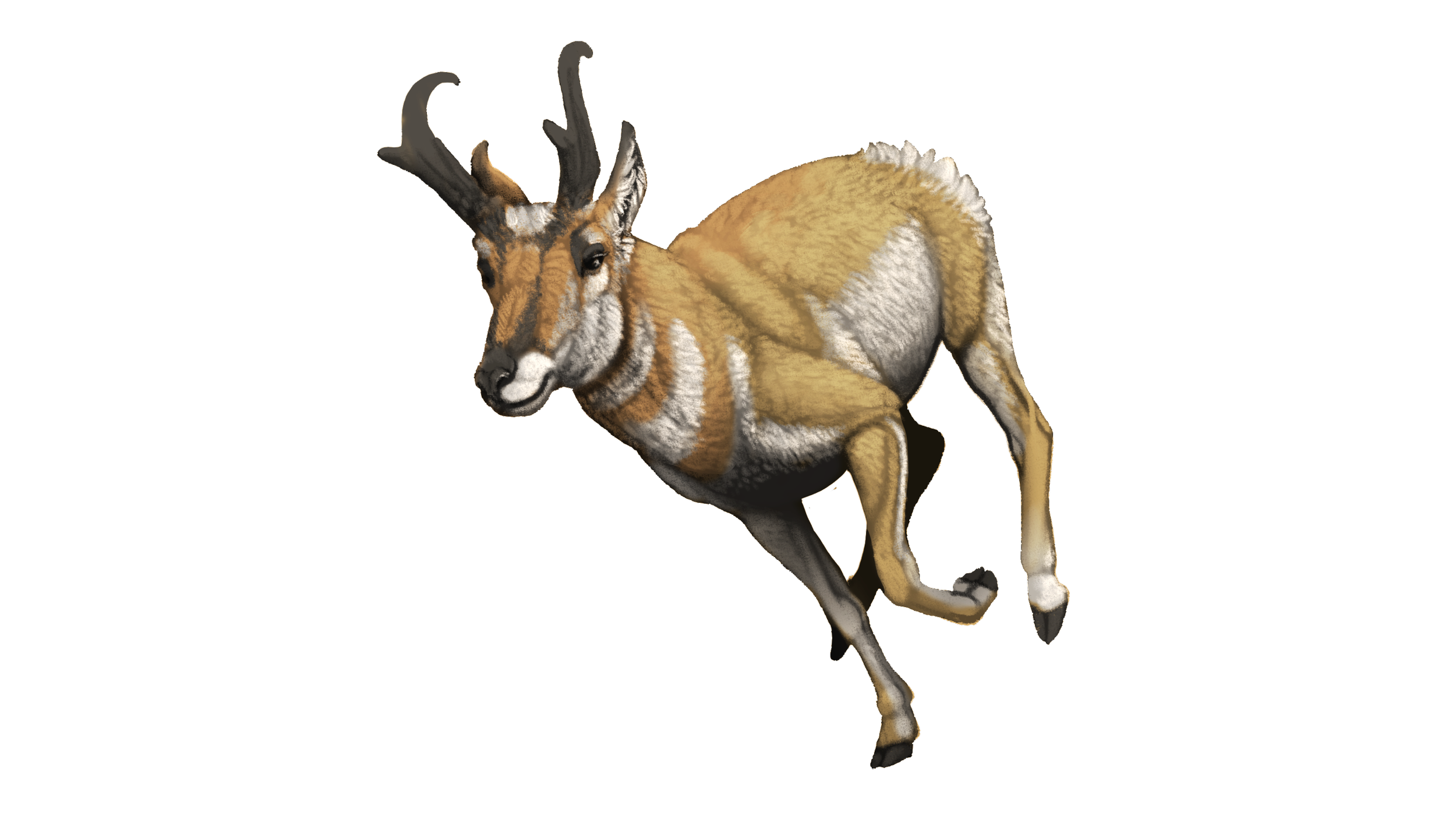 Pronghorn