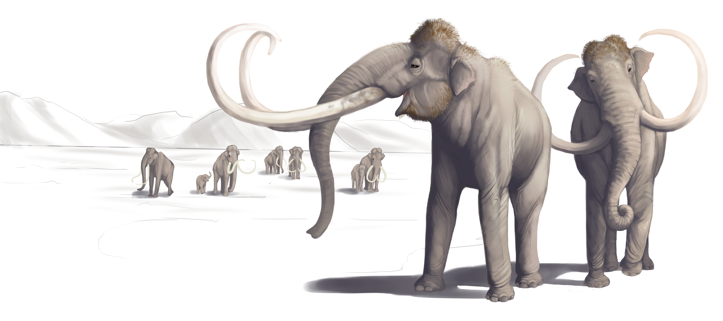 Columbian Mammoth - TUSK site